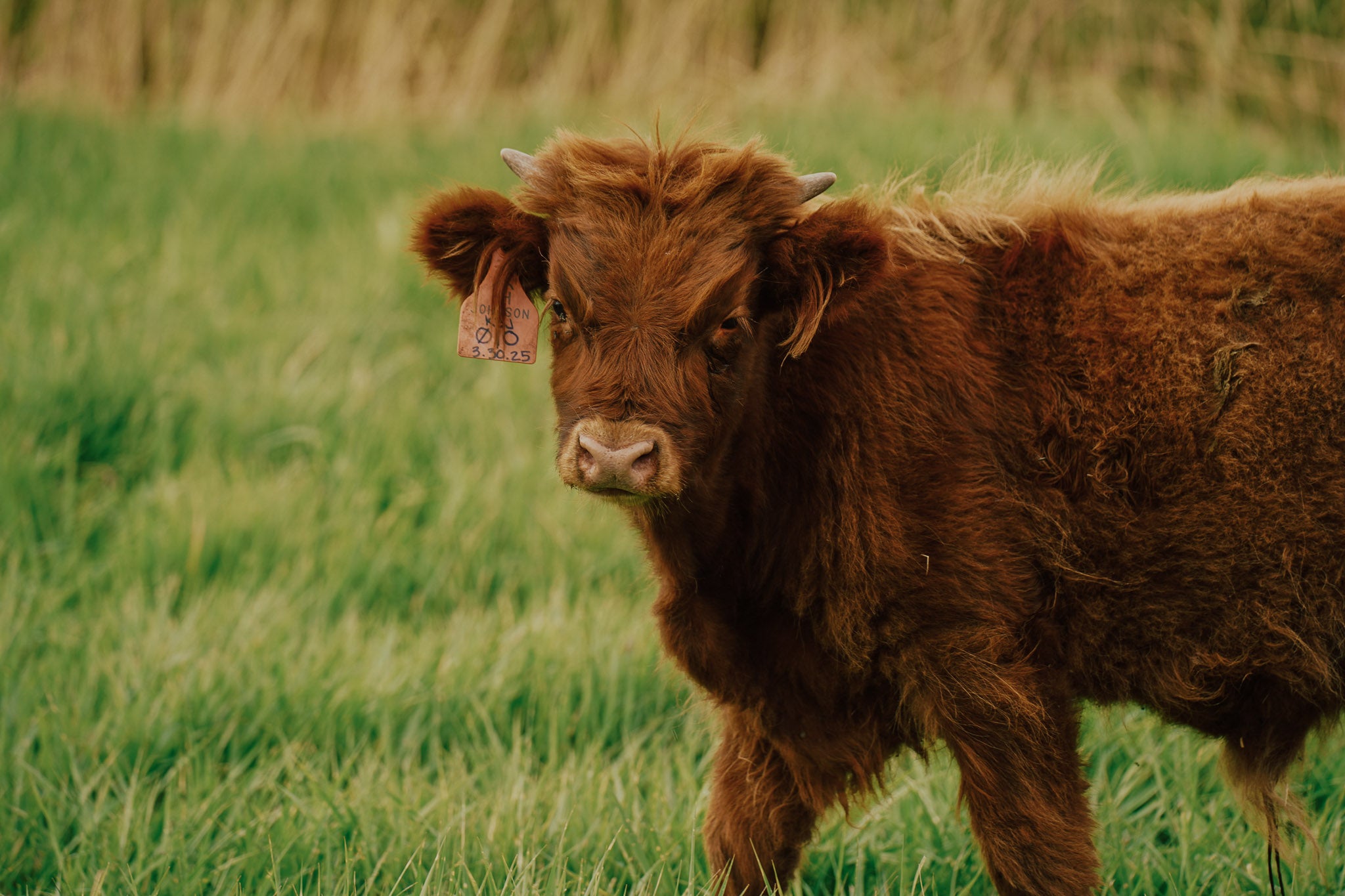 01O | Registered Bull