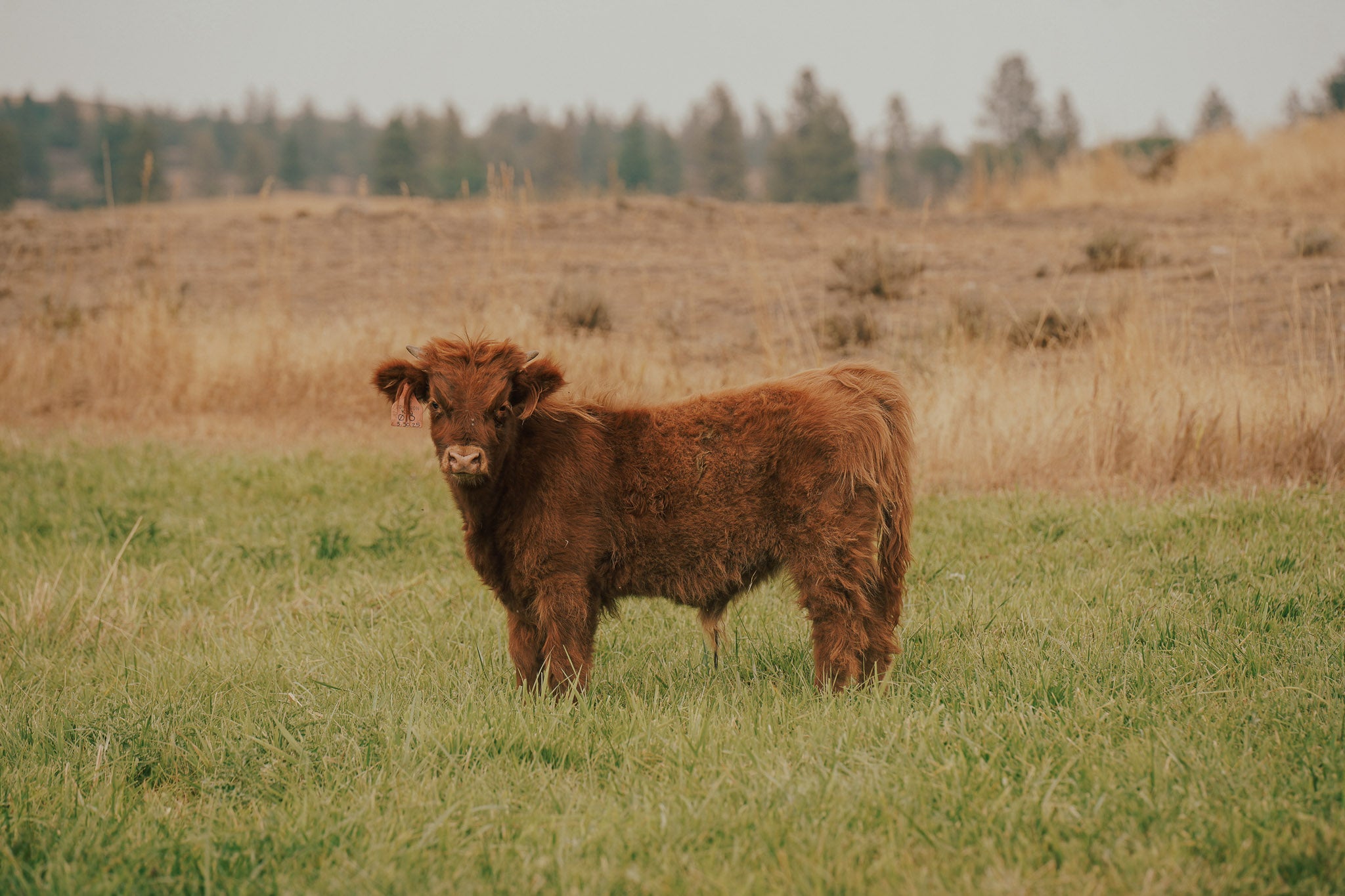 01O | Registered Bull