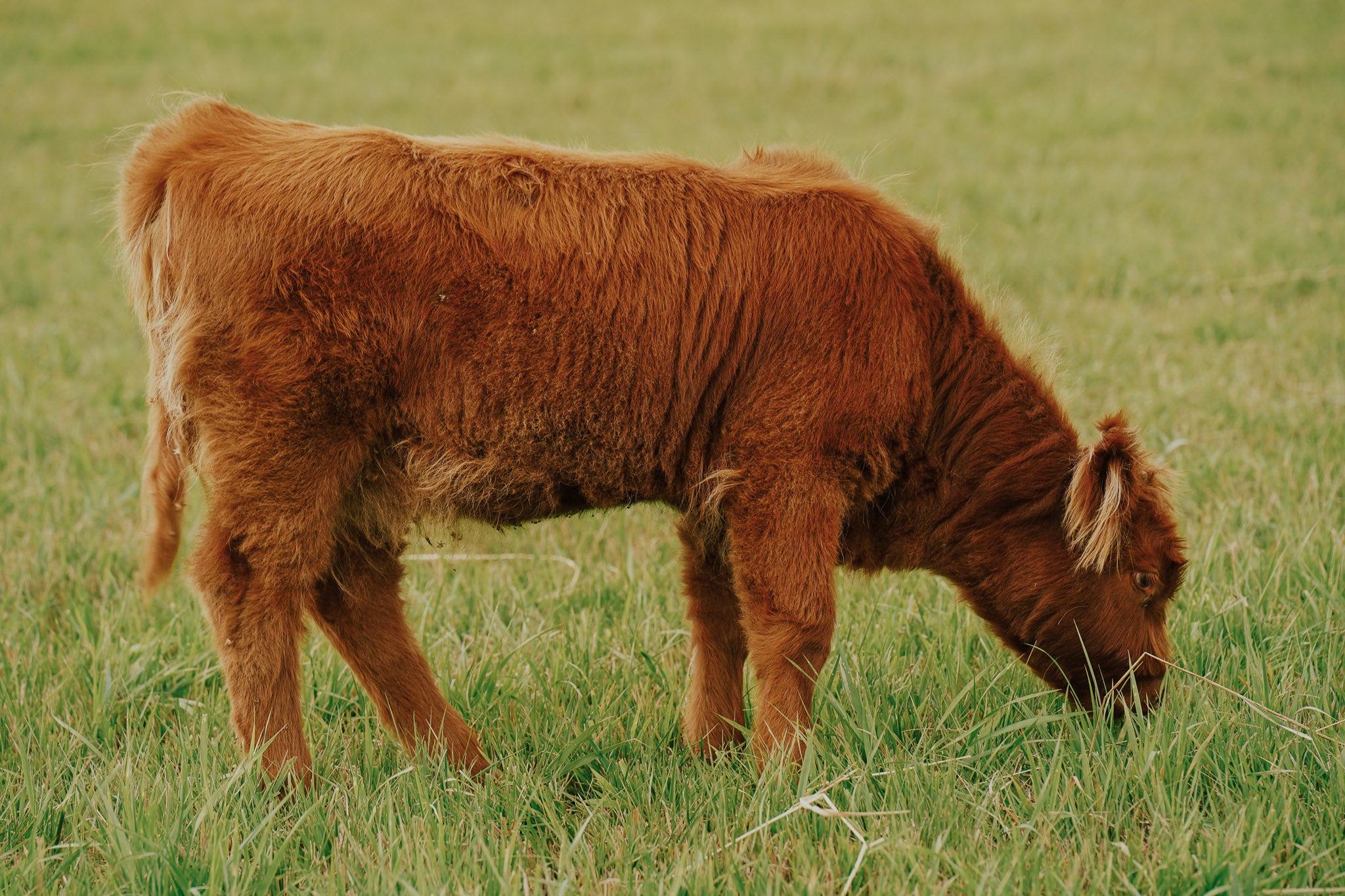 03O | Registered Heifer