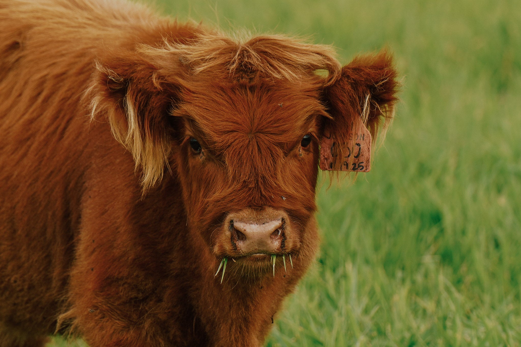 03O | Registered Heifer