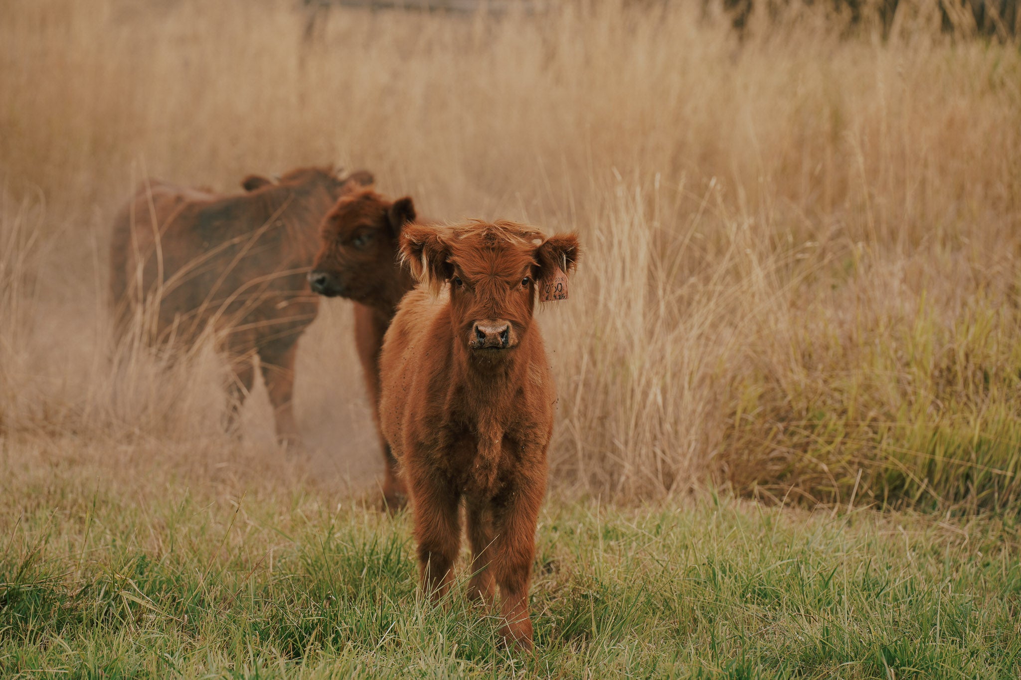 03O | Registered Heifer
