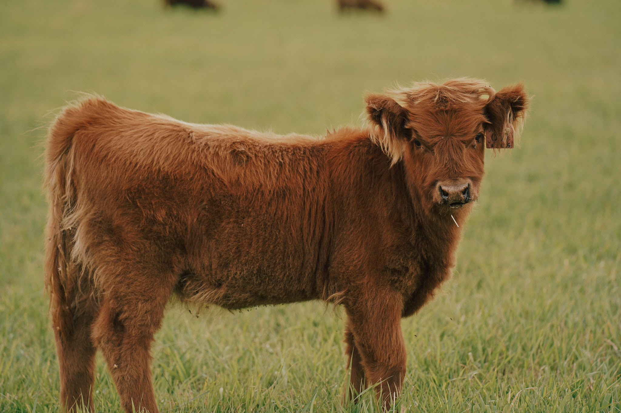 03O | Registered Heifer