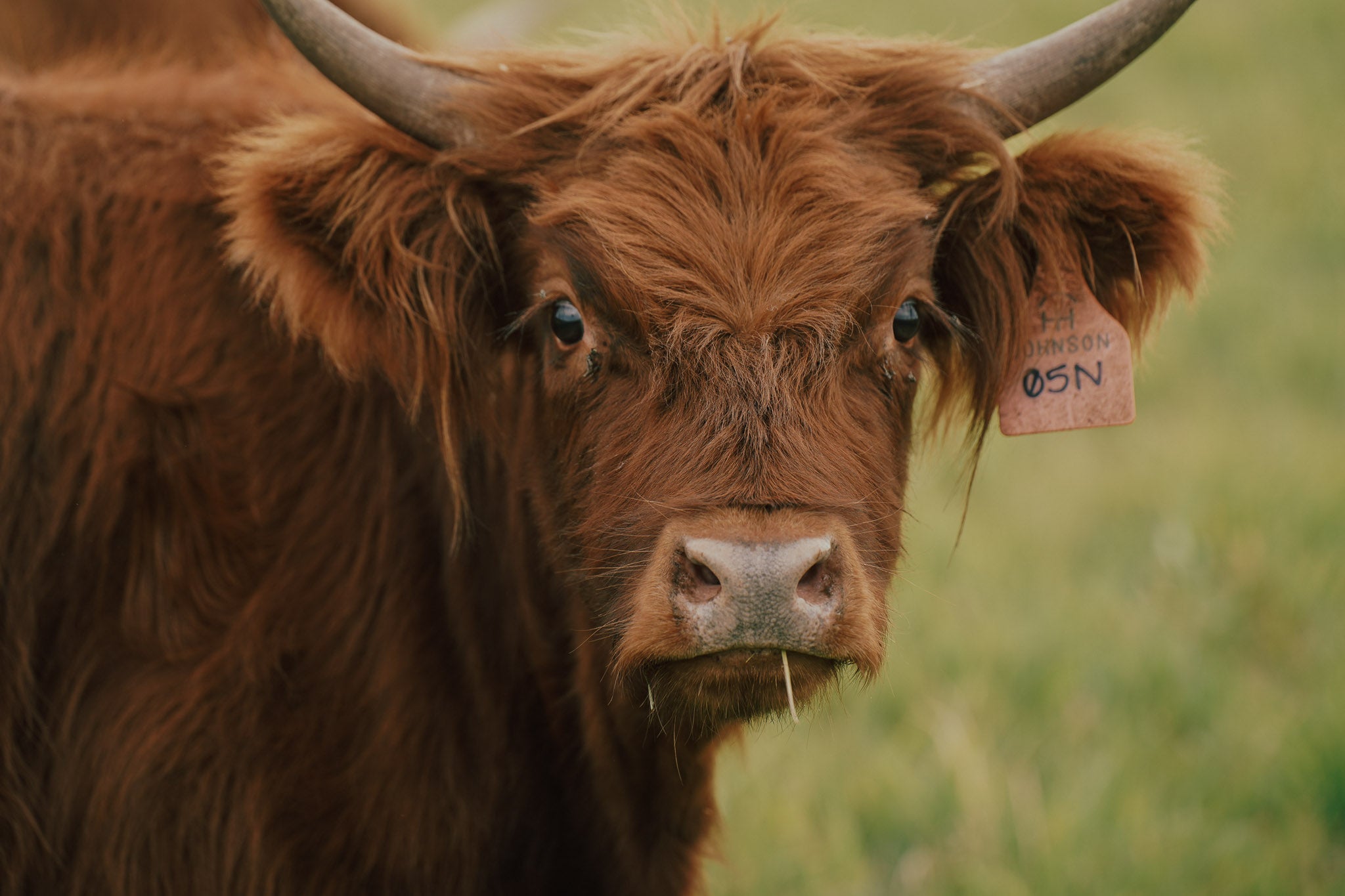 05N "Aspen" | Registered Heifer