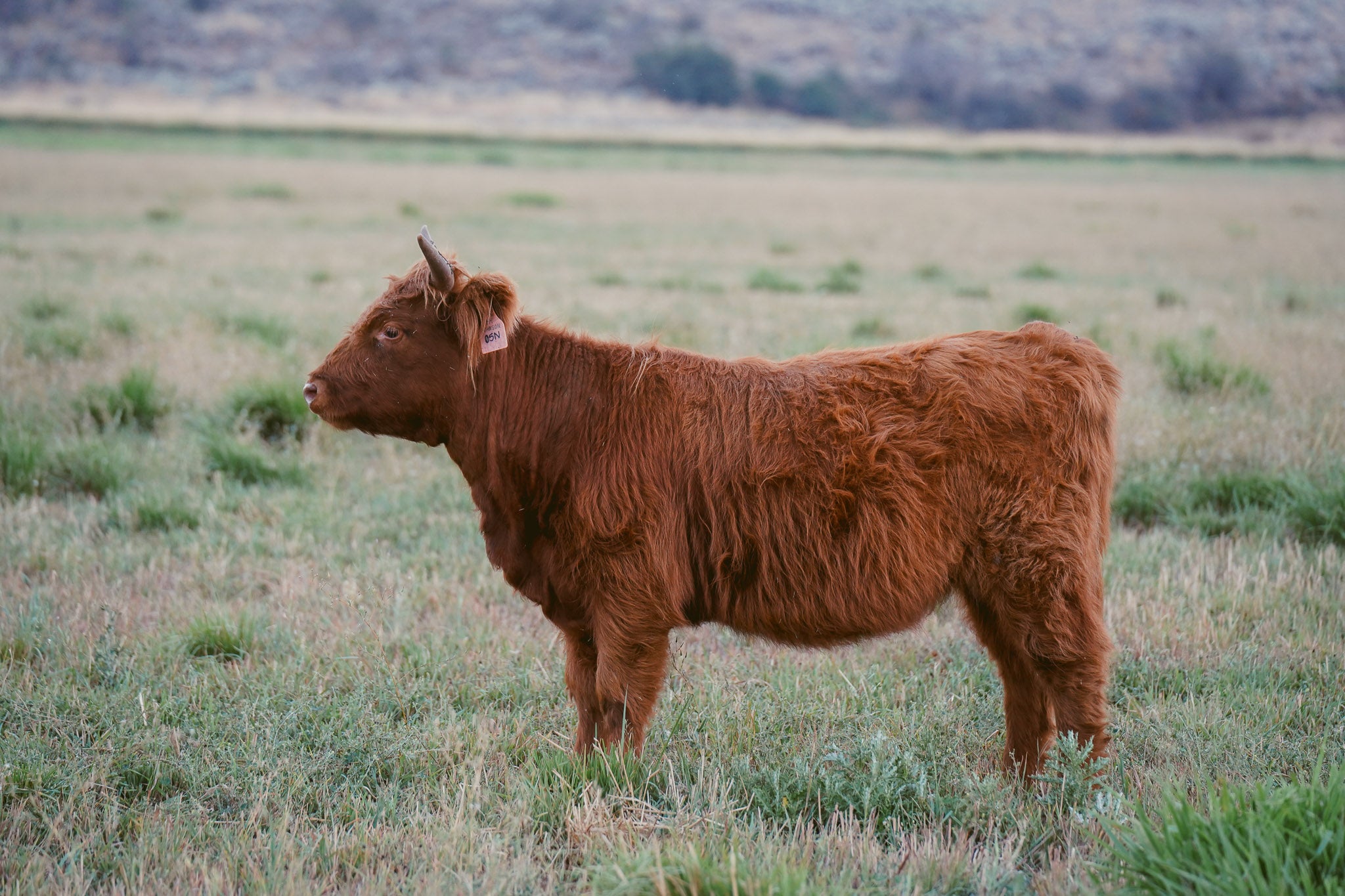 05N "Aspen" | Registered Heifer
