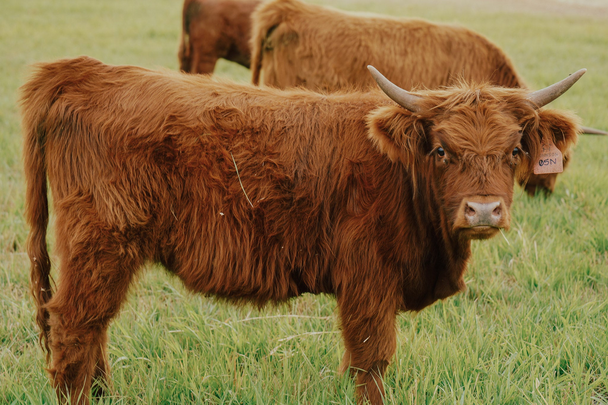 05N "Aspen" | Registered Heifer