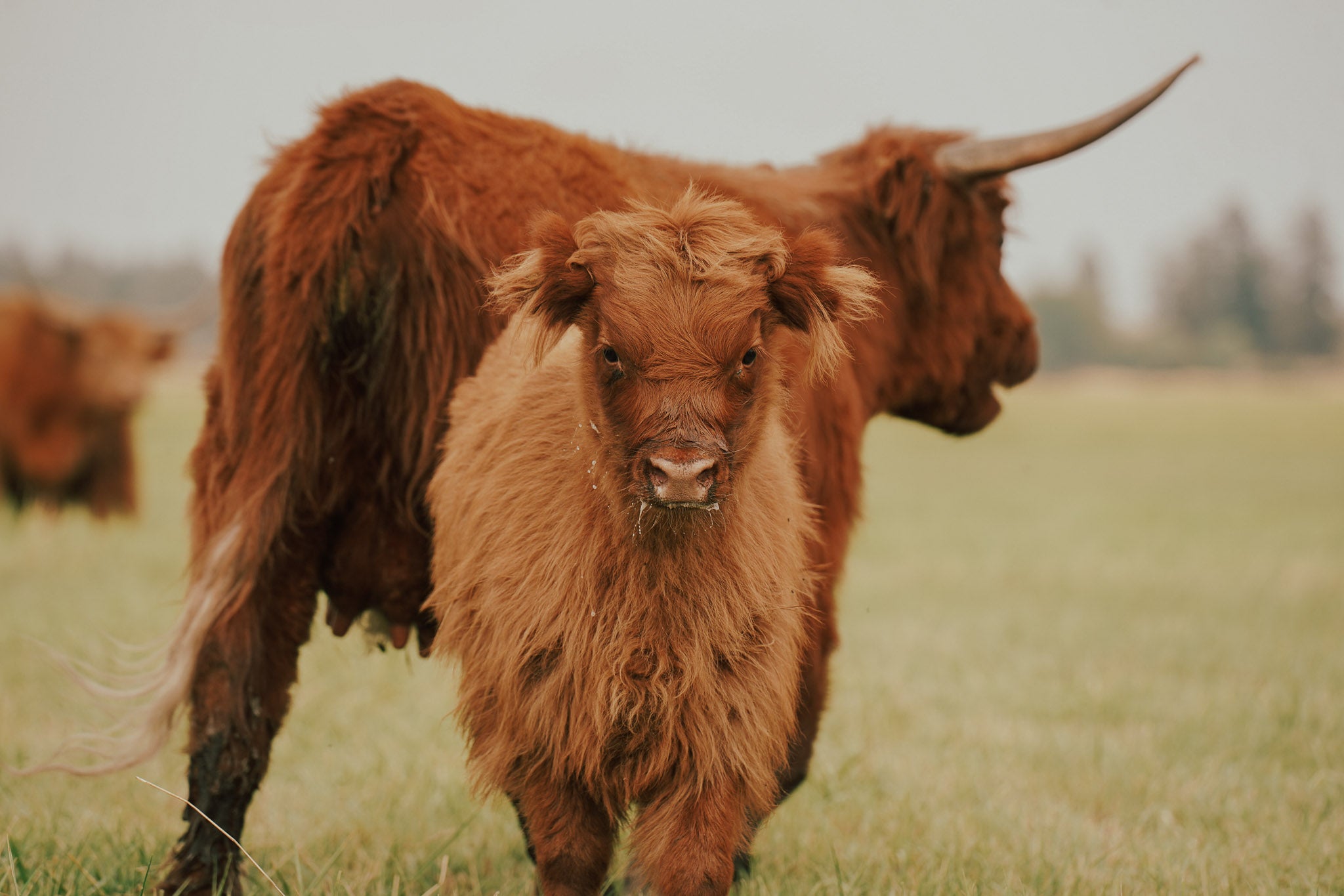 06O | Registered Heifer