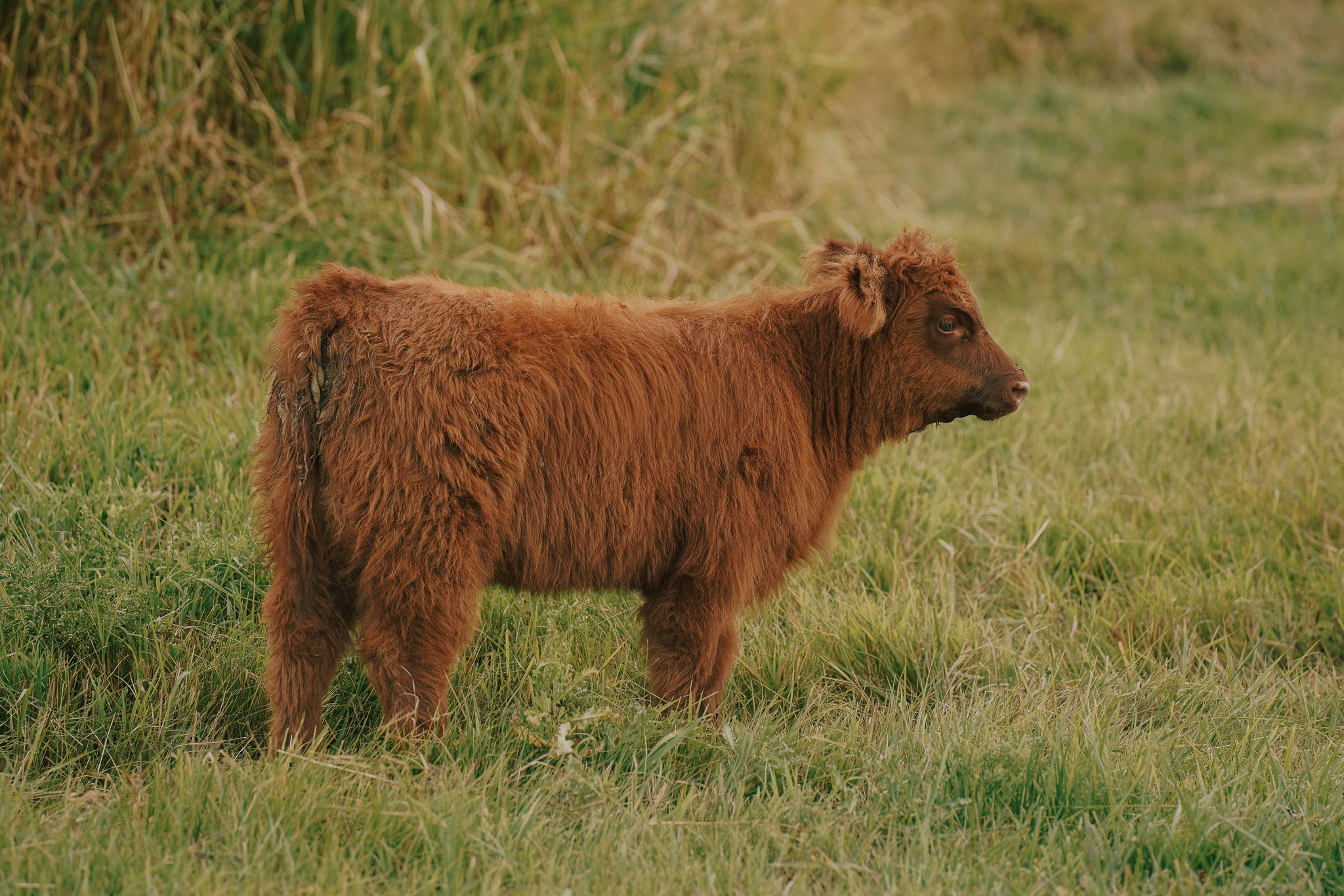 08R | Registered Heifer