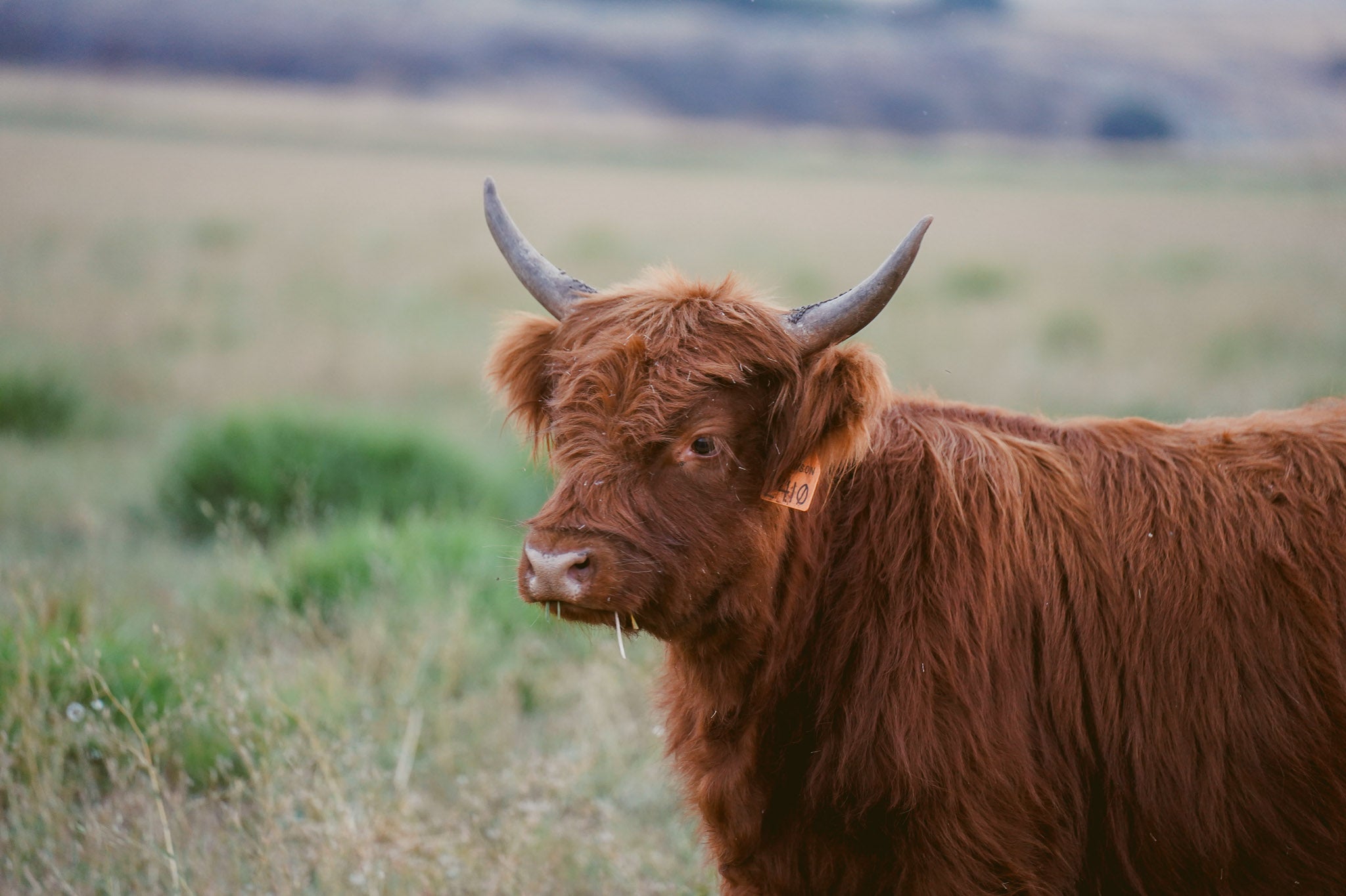 2410 | Unregistered Heifer