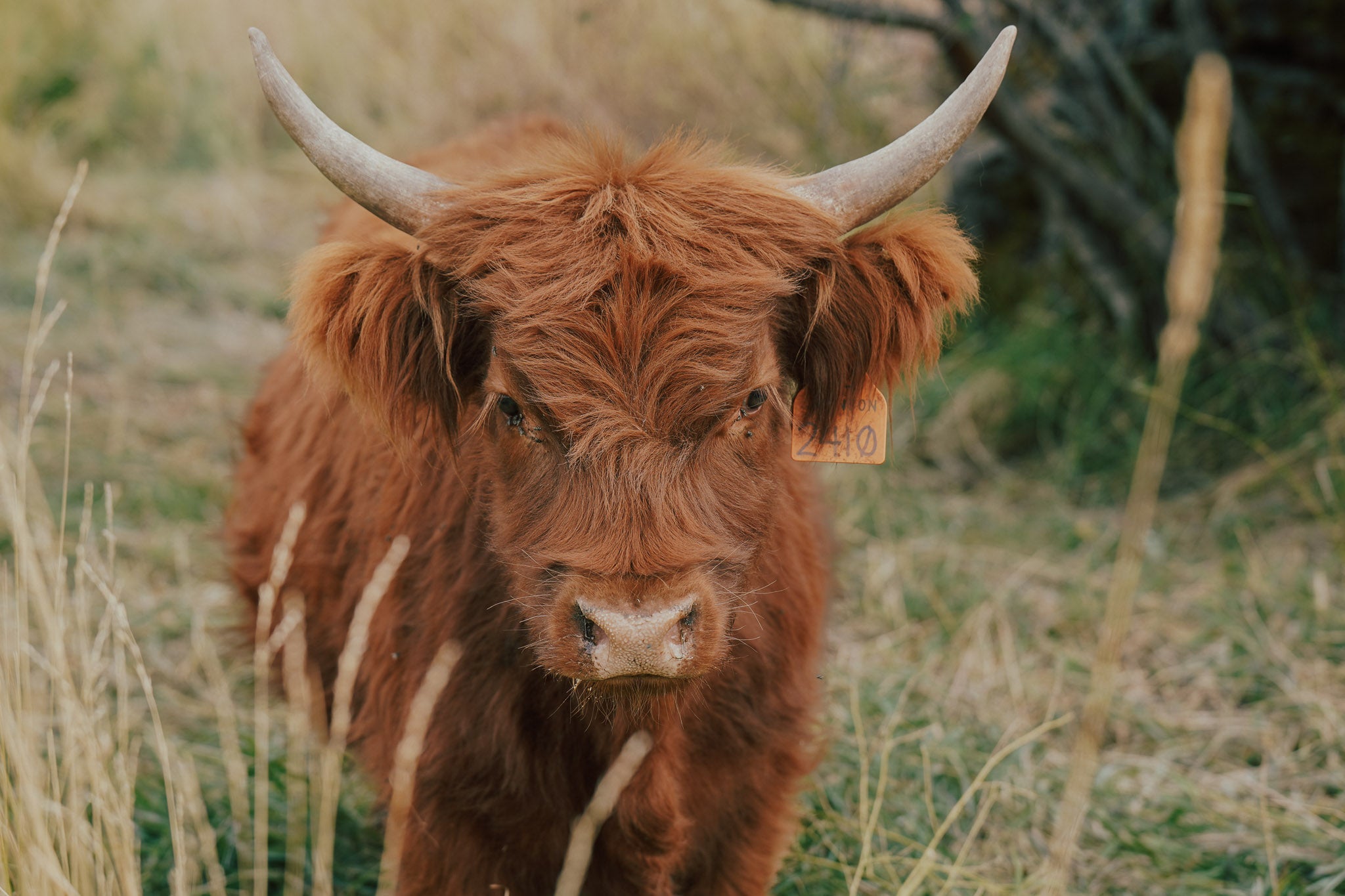 2410 | Unregistered Heifer