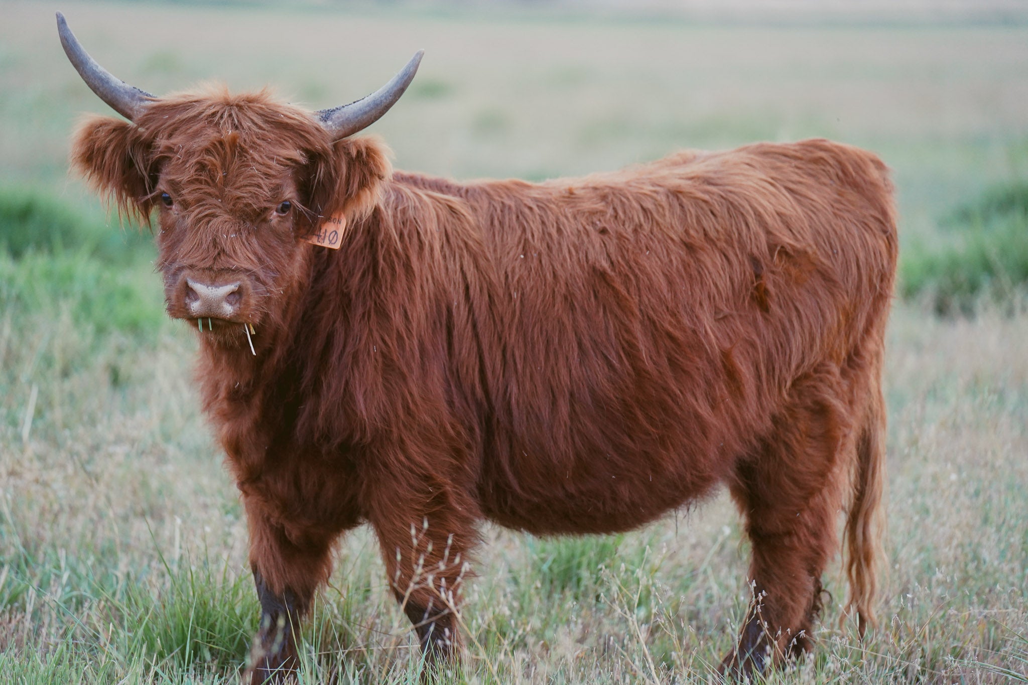 2410 | Unregistered Heifer