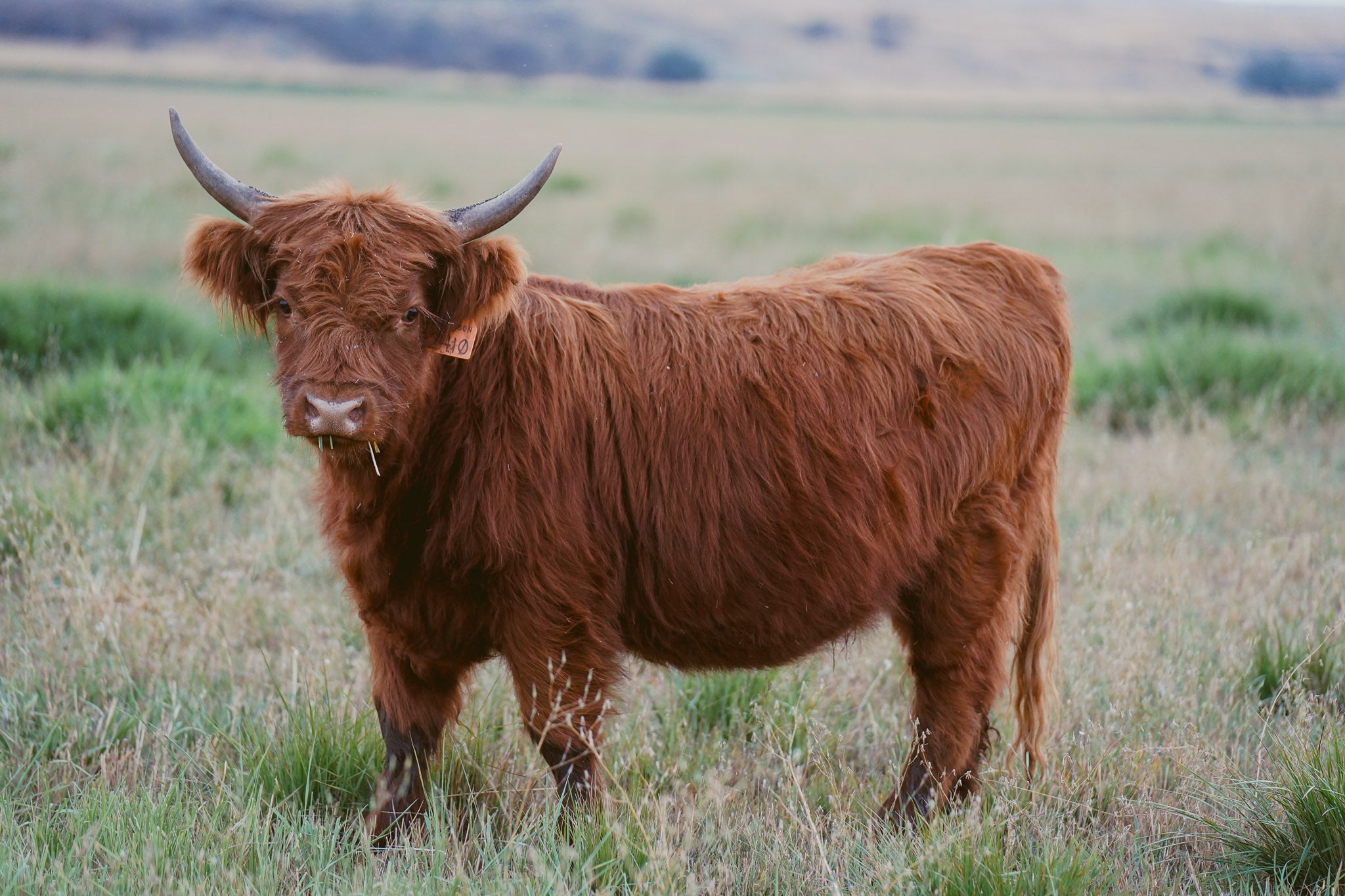 2410 | Unregistered Heifer