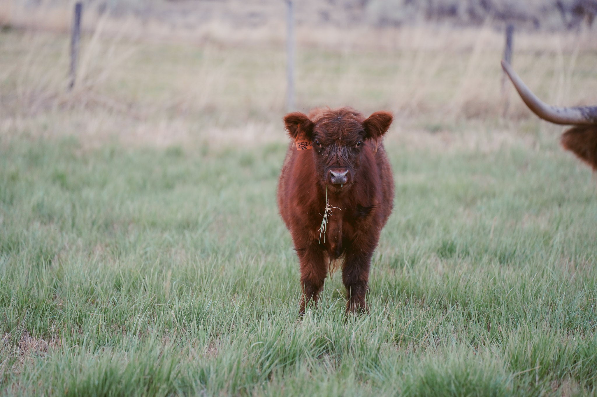 2501X | Cross Steer