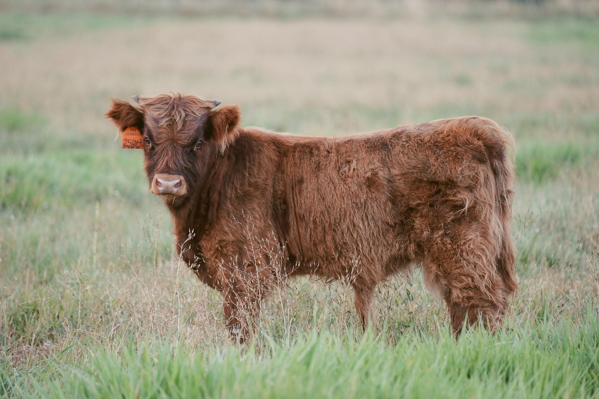 2504 | Unregistered Bull