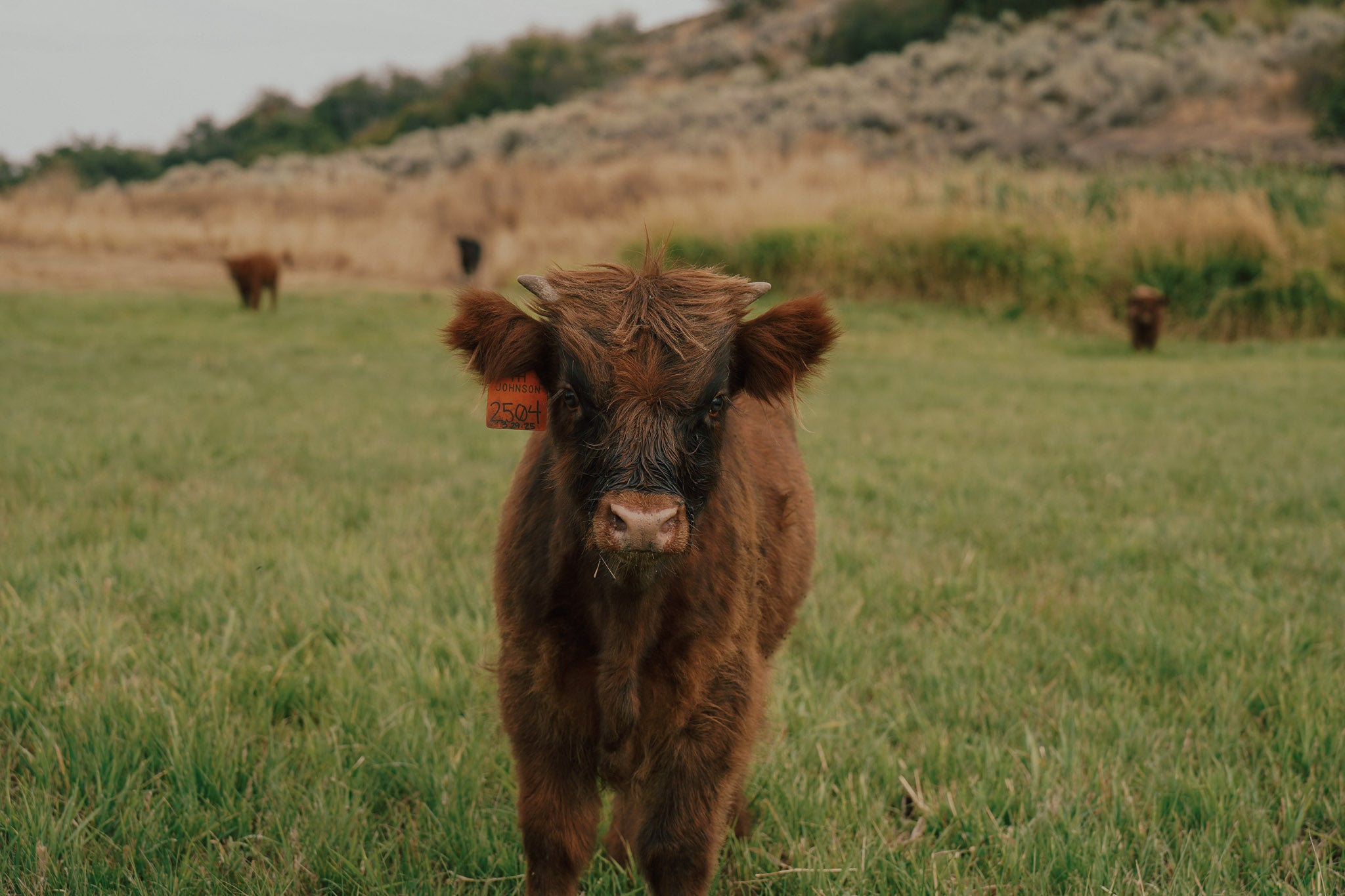 2504 | Unregistered Bull