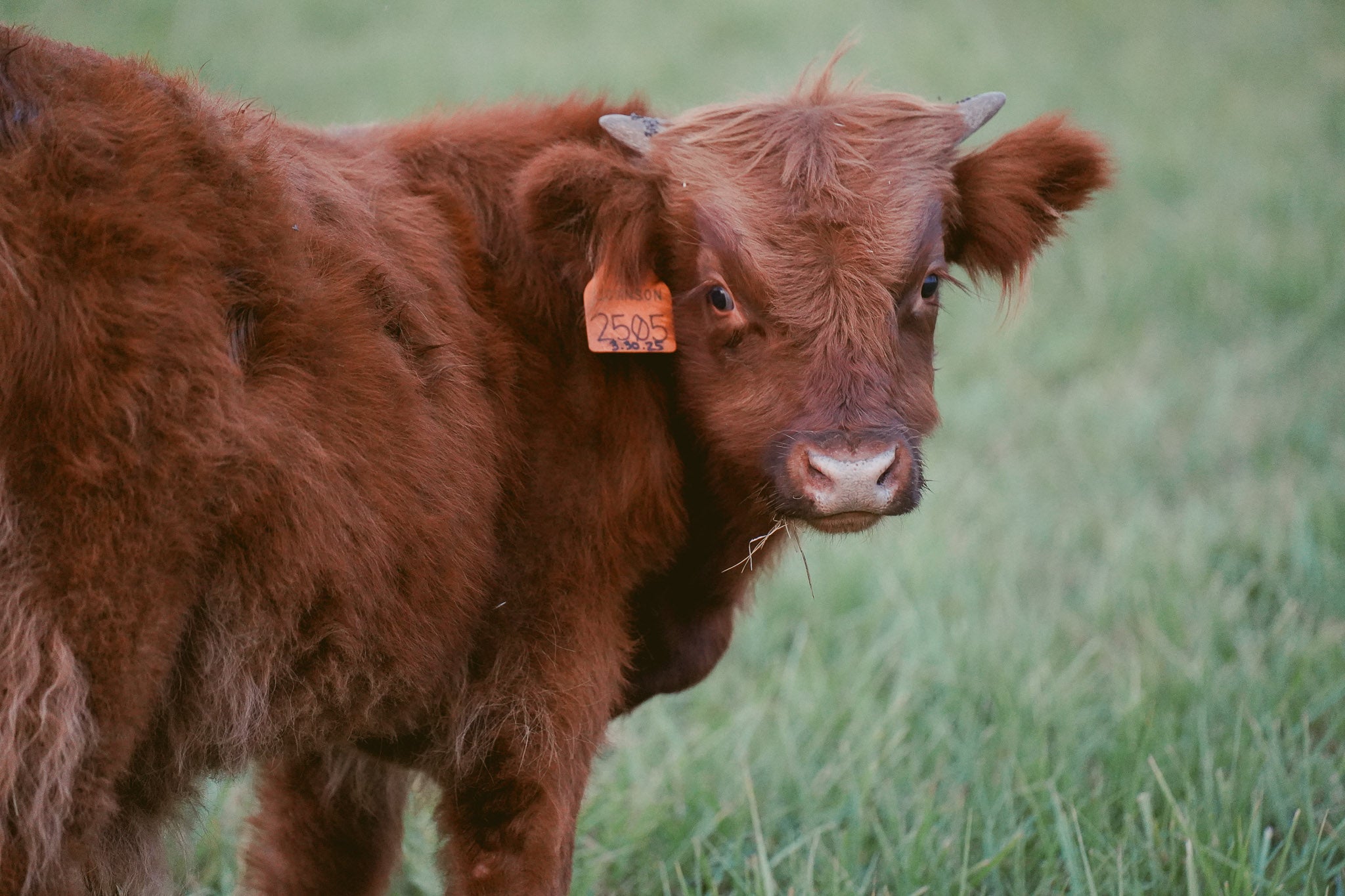 2505 | Unregistered Bull