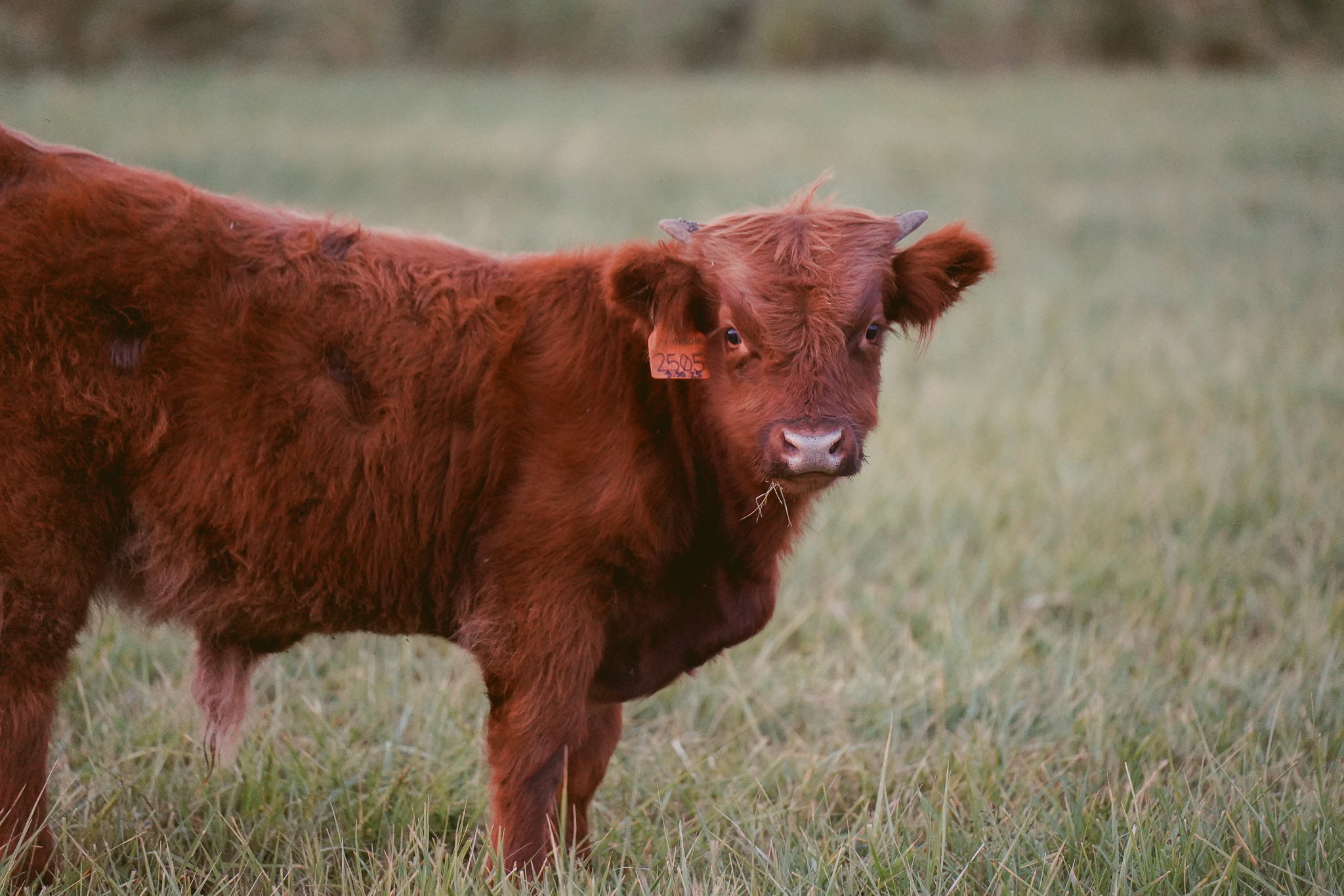 2505 | Unregistered Bull