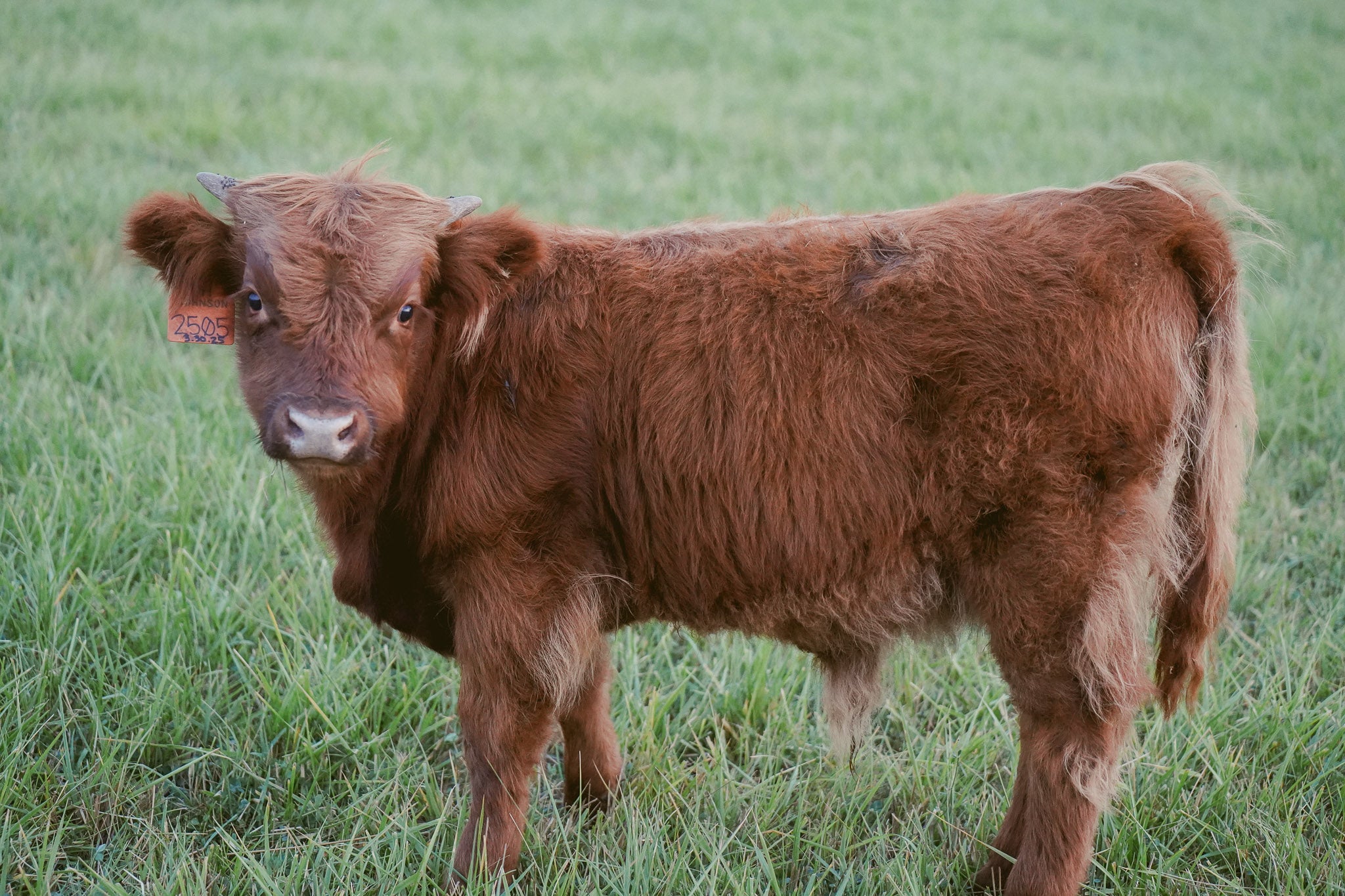 2505 | Unregistered Bull
