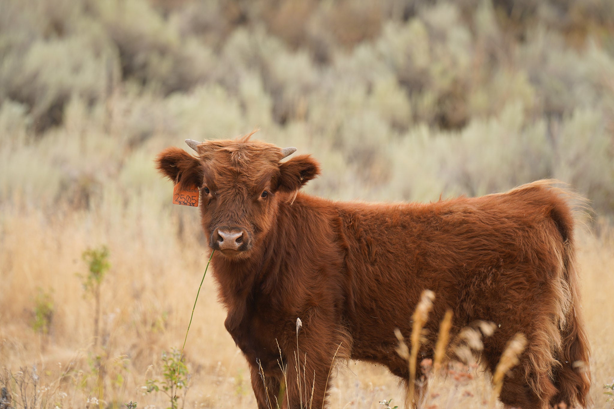 2505 | Unregistered Bull