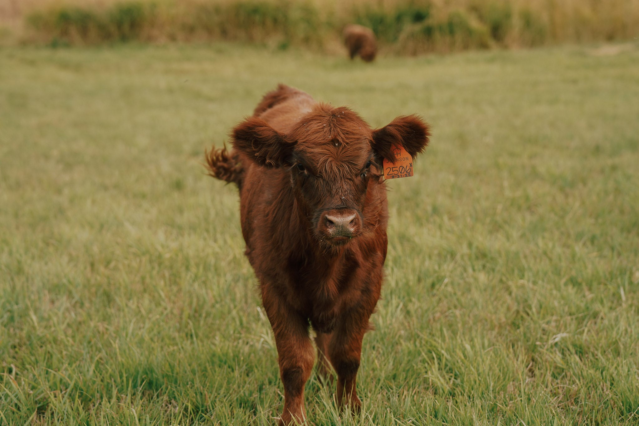 2506X | Cross Heifer