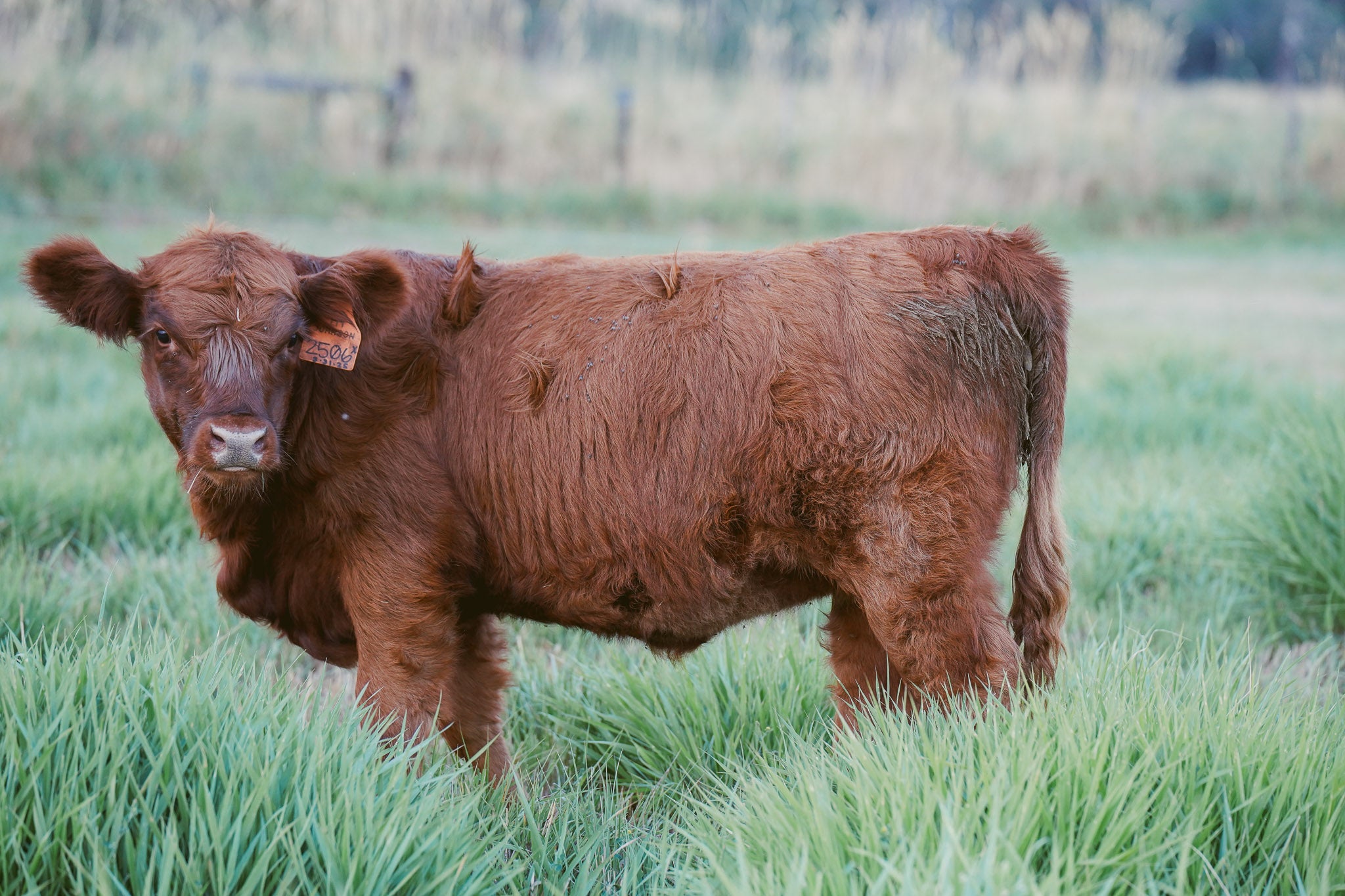 2506X | Cross Heifer