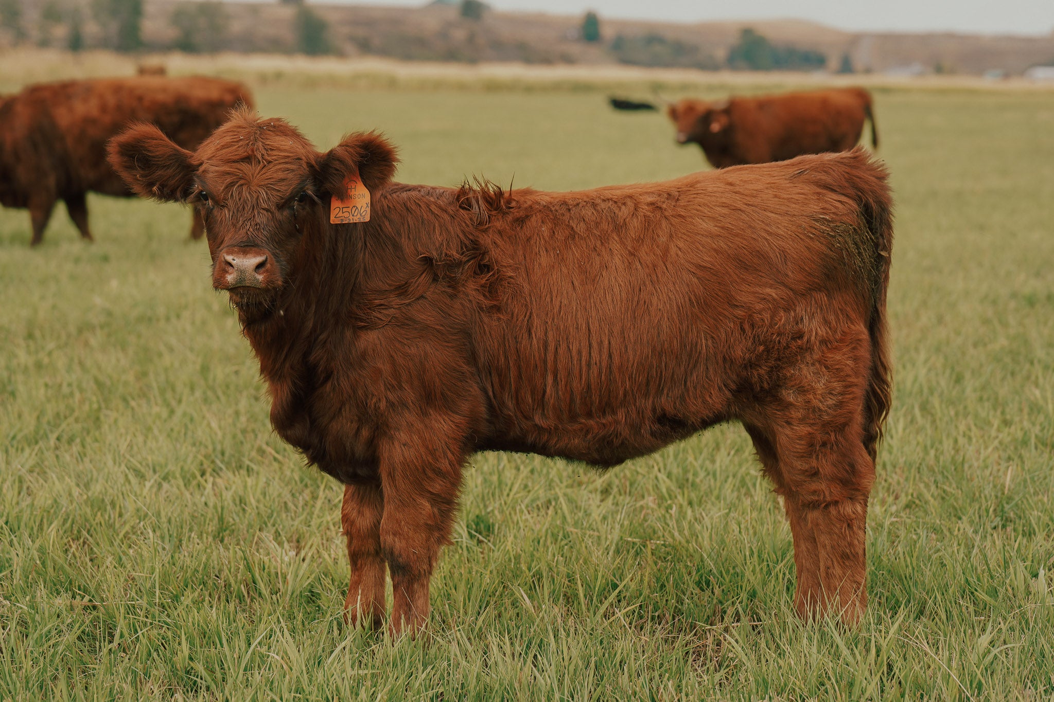 2506X | Cross Heifer