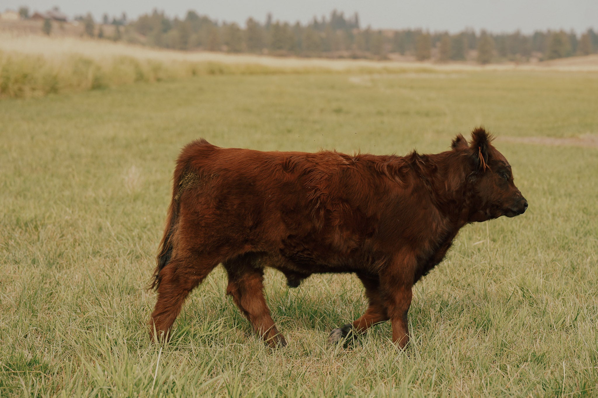 2509X | Cross Steer