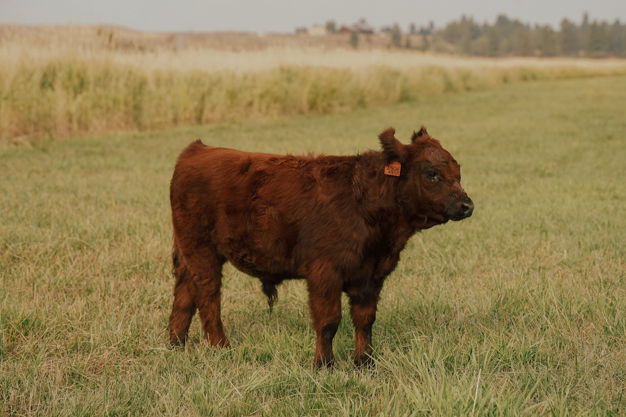 2509X | Cross Steer