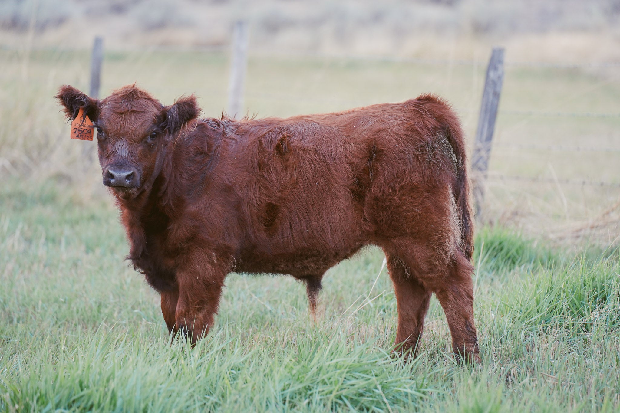 2509X | Cross Steer