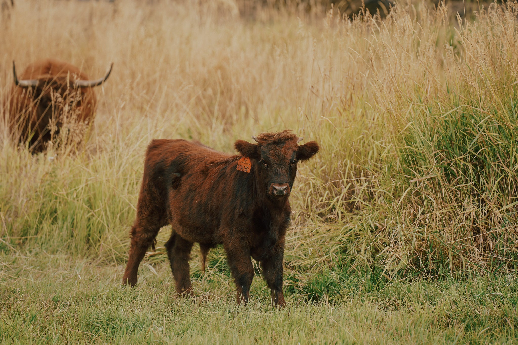2510 | Unregistered Bull