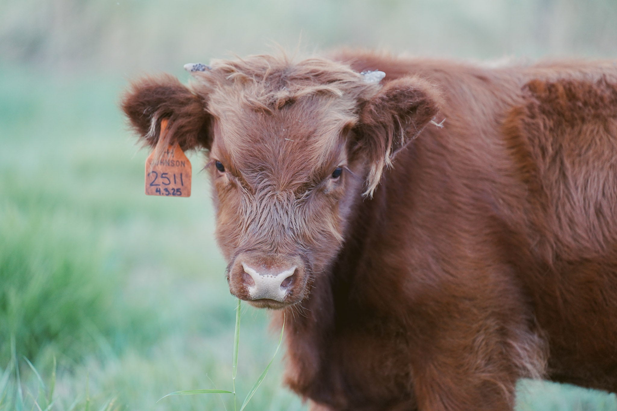 2511 | Unregistered Bull