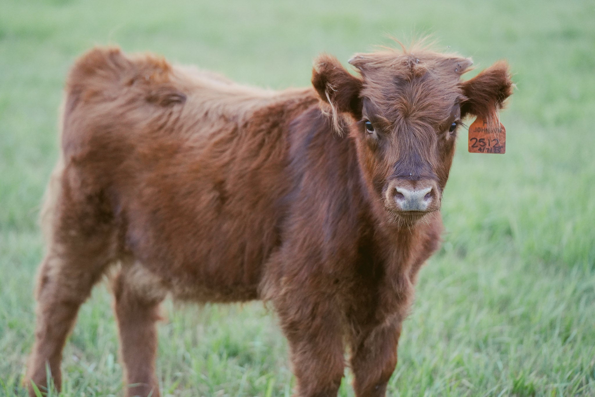 2512 | Unregistered Heifer