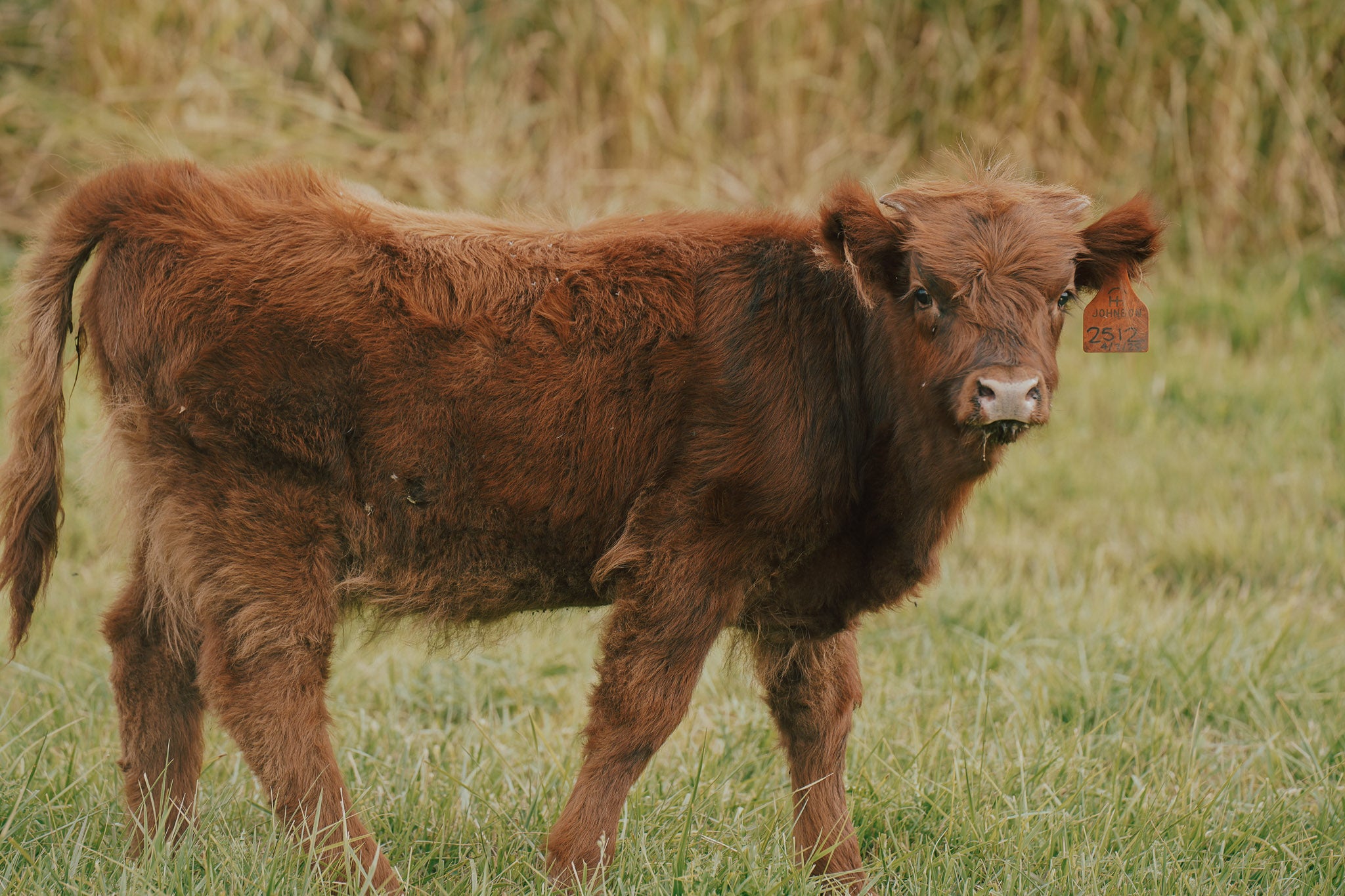 2512 | Unregistered Heifer