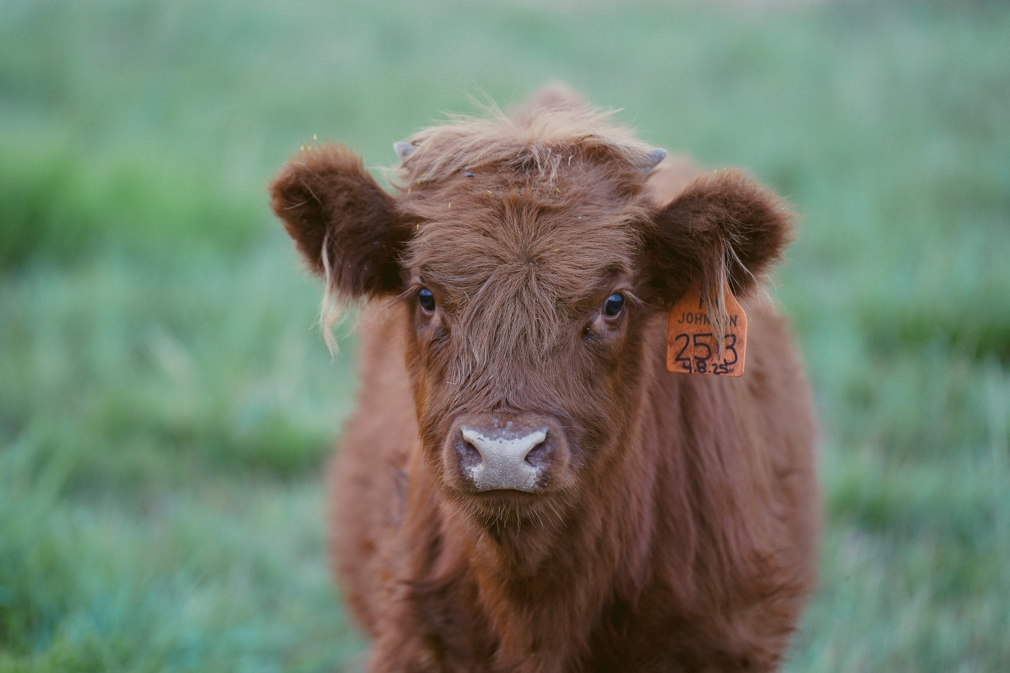 2513 | Unregistered Heifer