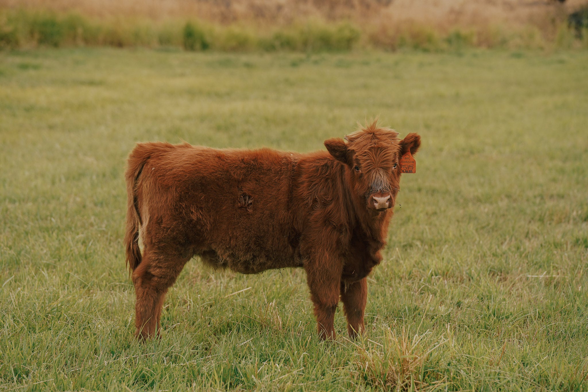 2515 | Unregistered Heifer