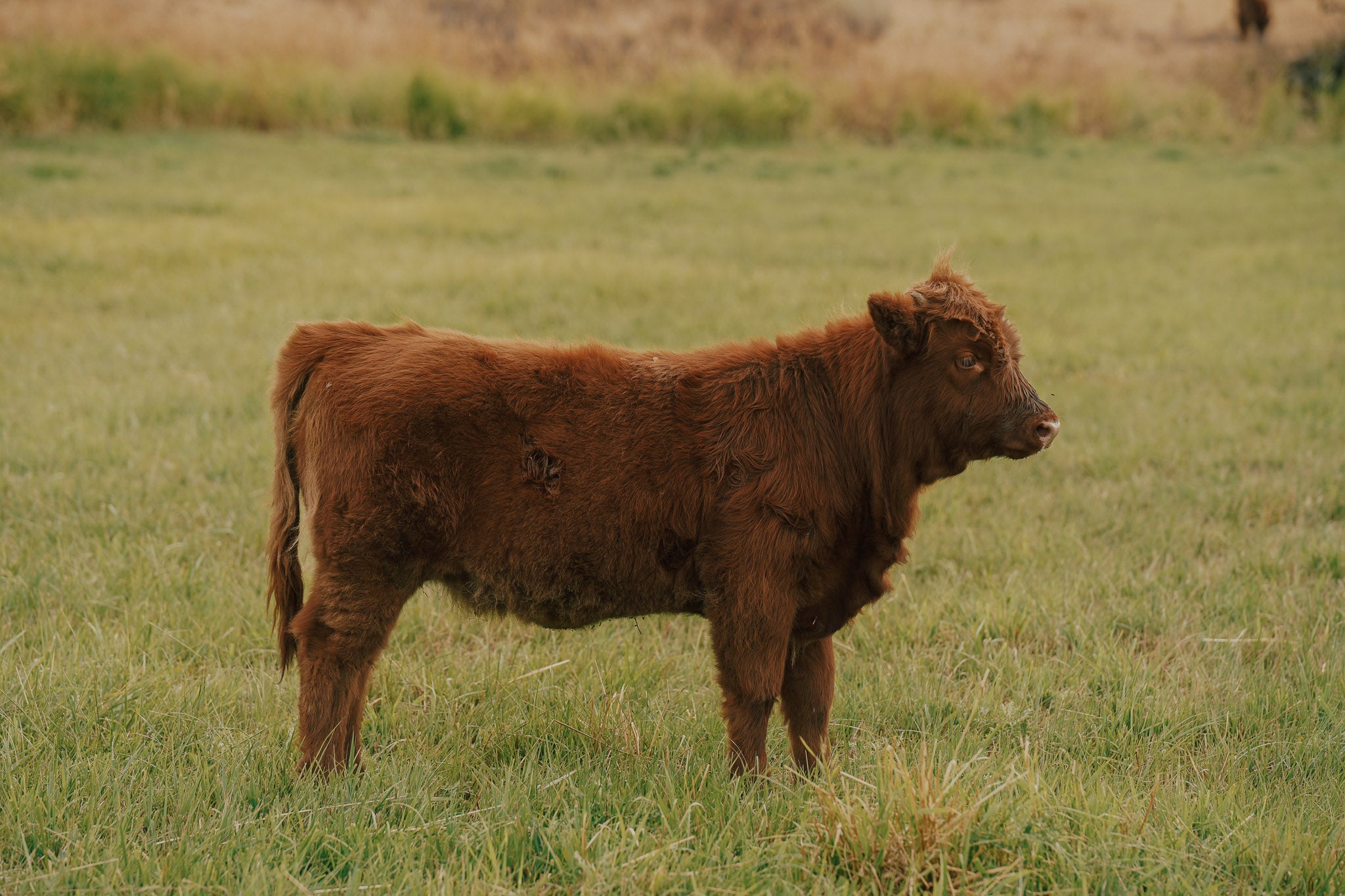 2515 | Unregistered Heifer