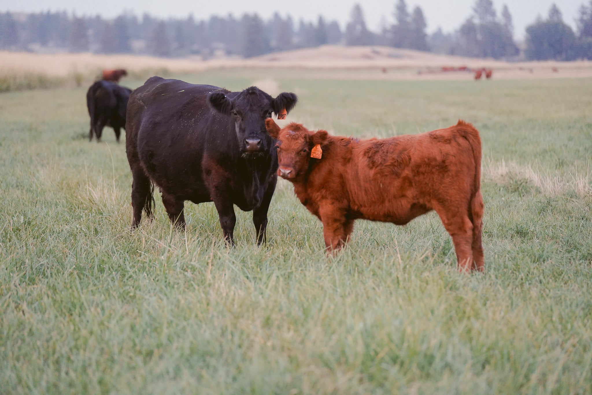 2516X | Cross Heifer