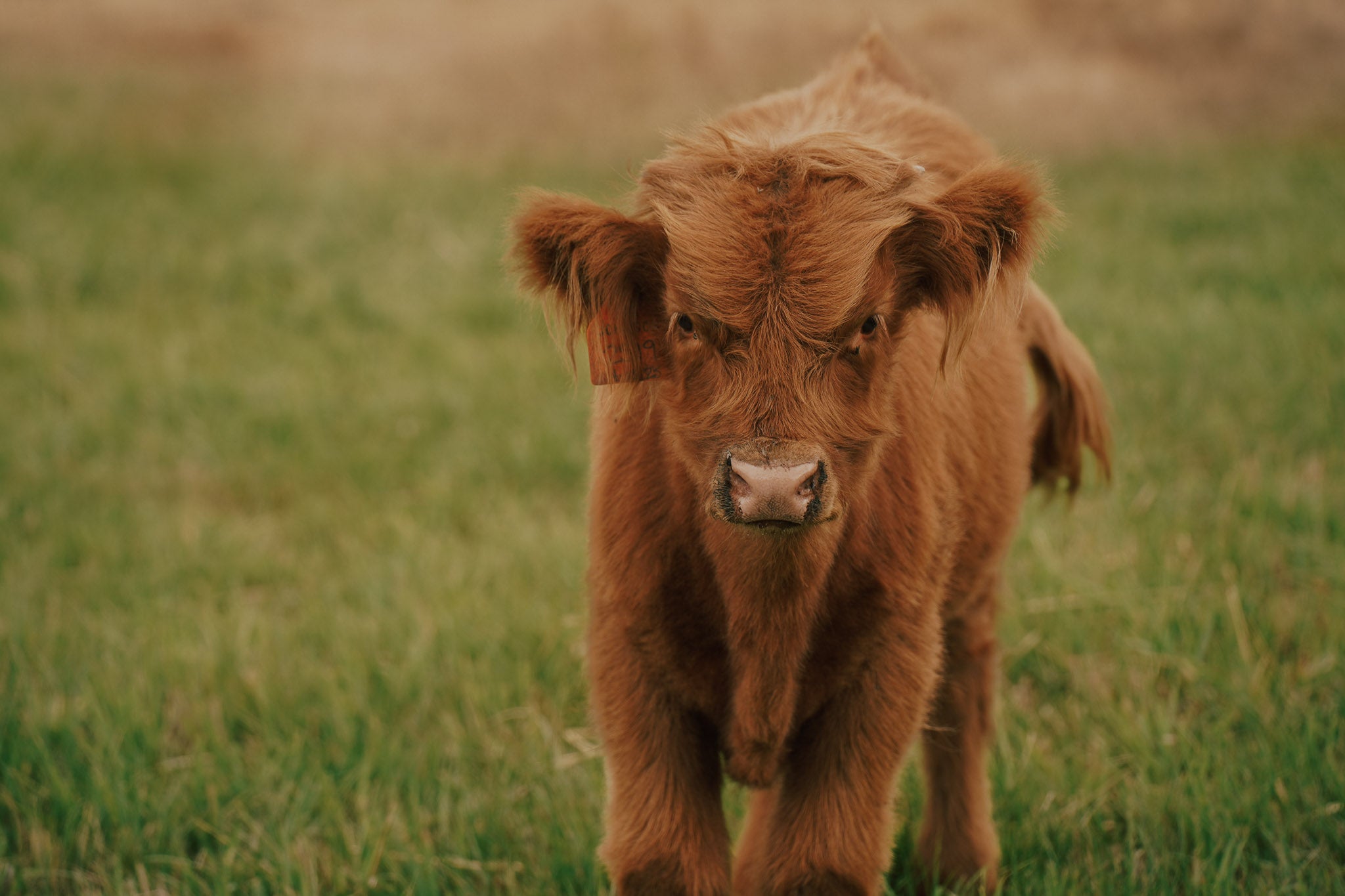 2519 | Unregistered Bull