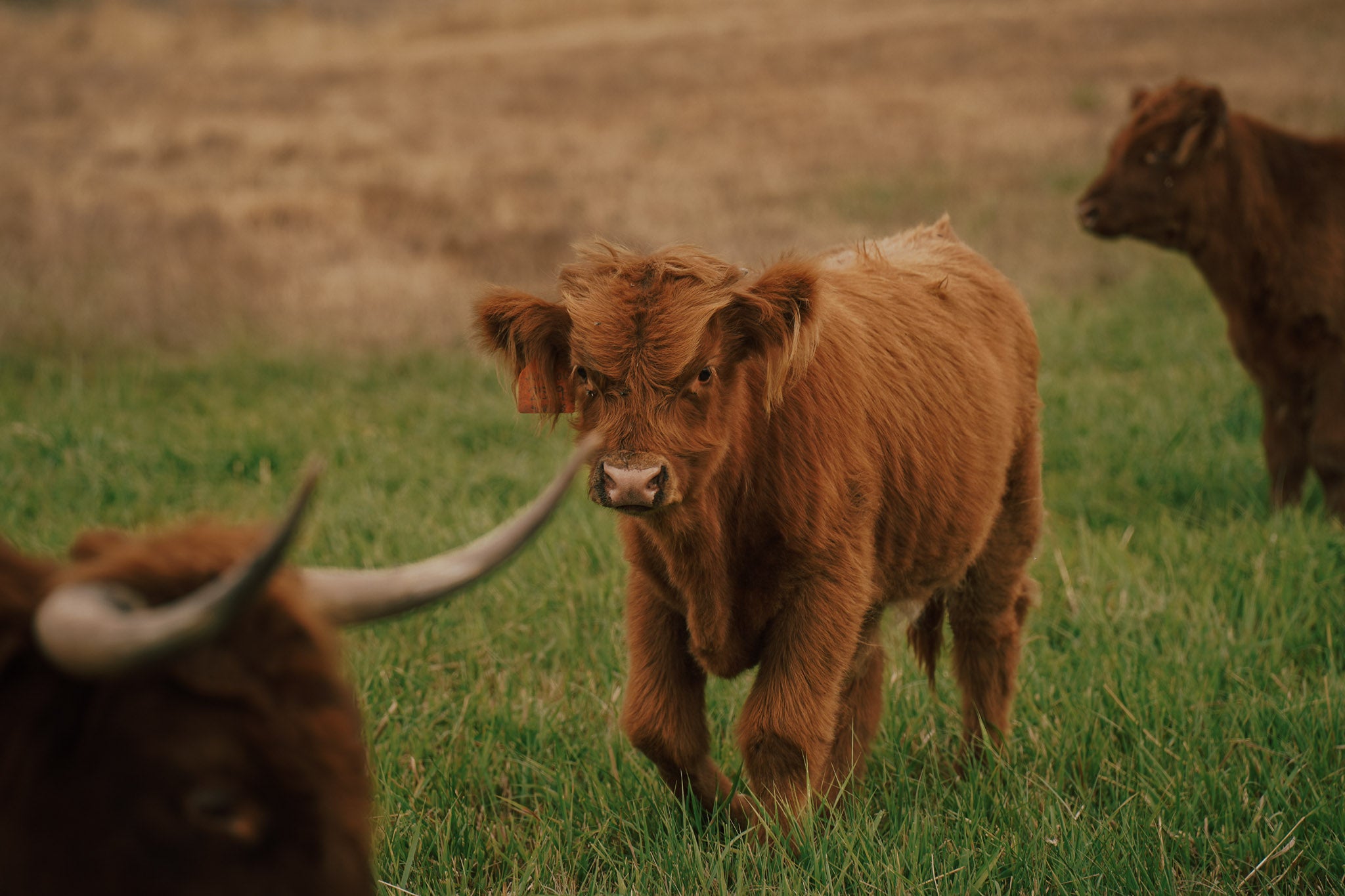 2519 | Unregistered Bull
