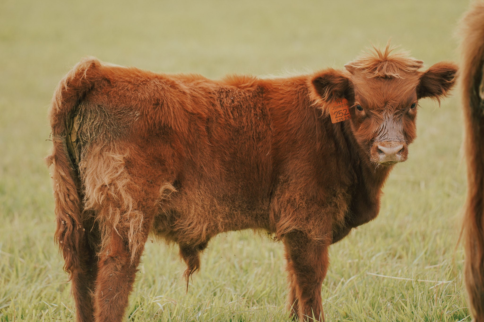 2521 | Unregistered Bull