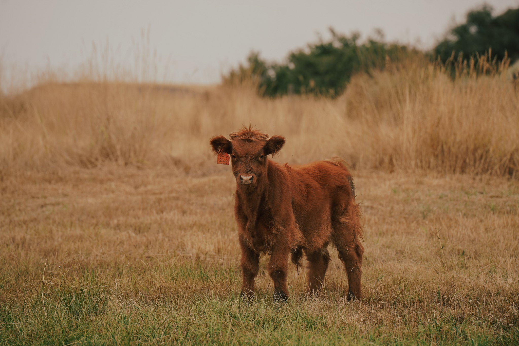 2521 | Unregistered Bull