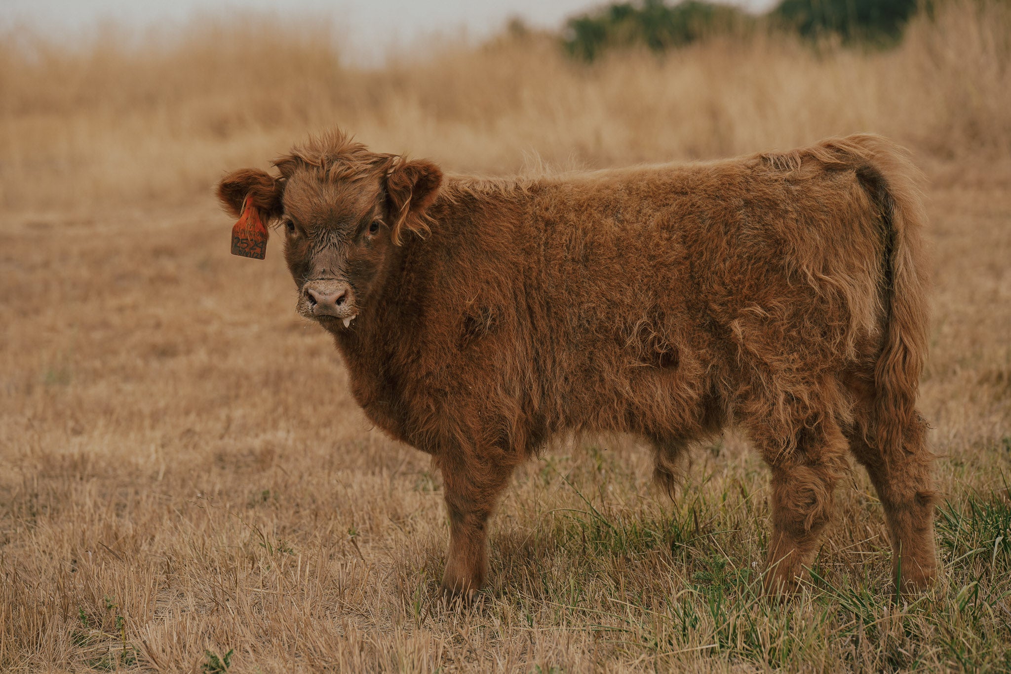 2524 | Unregistered Bull