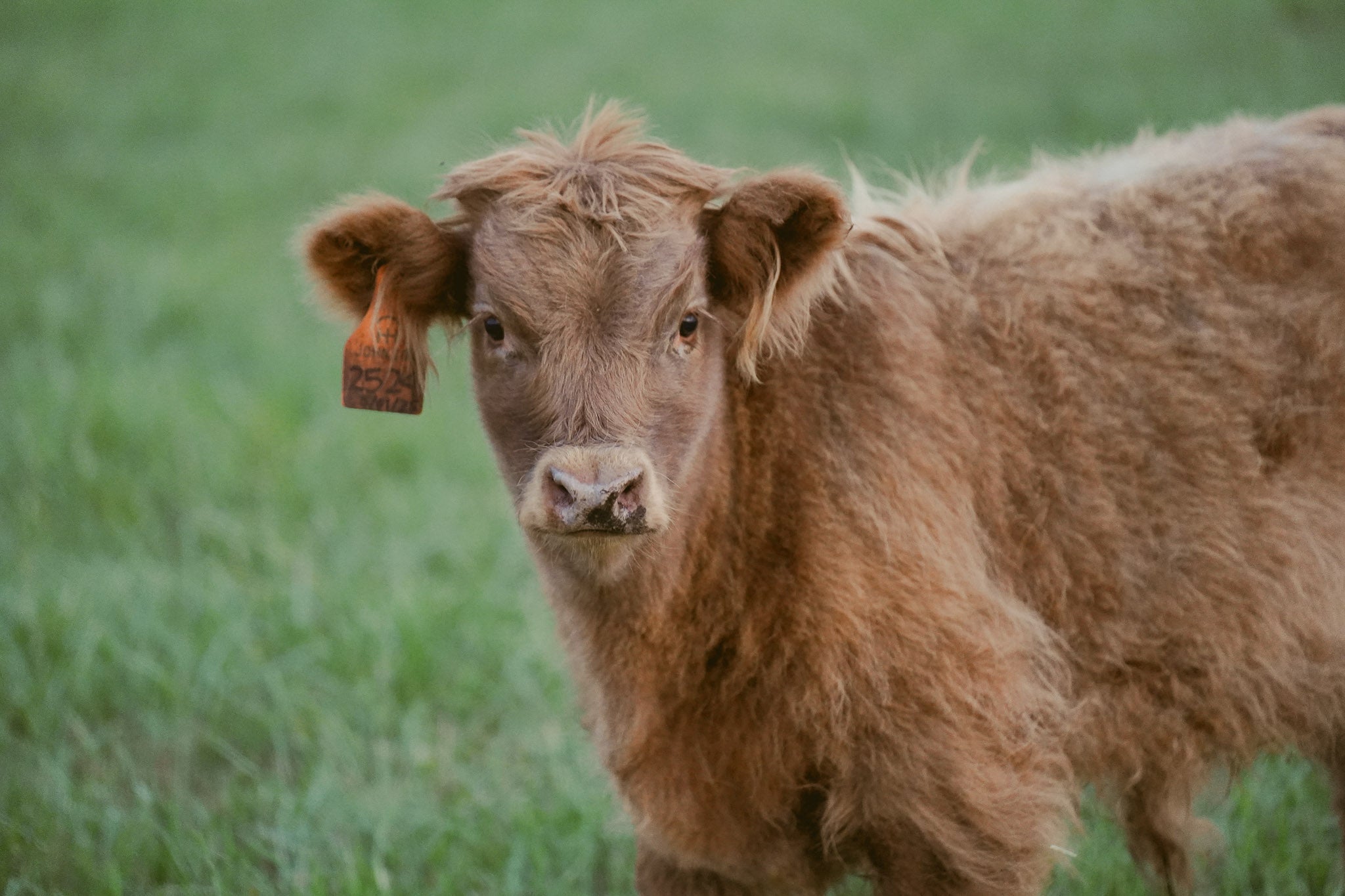 2524 | Unregistered Bull