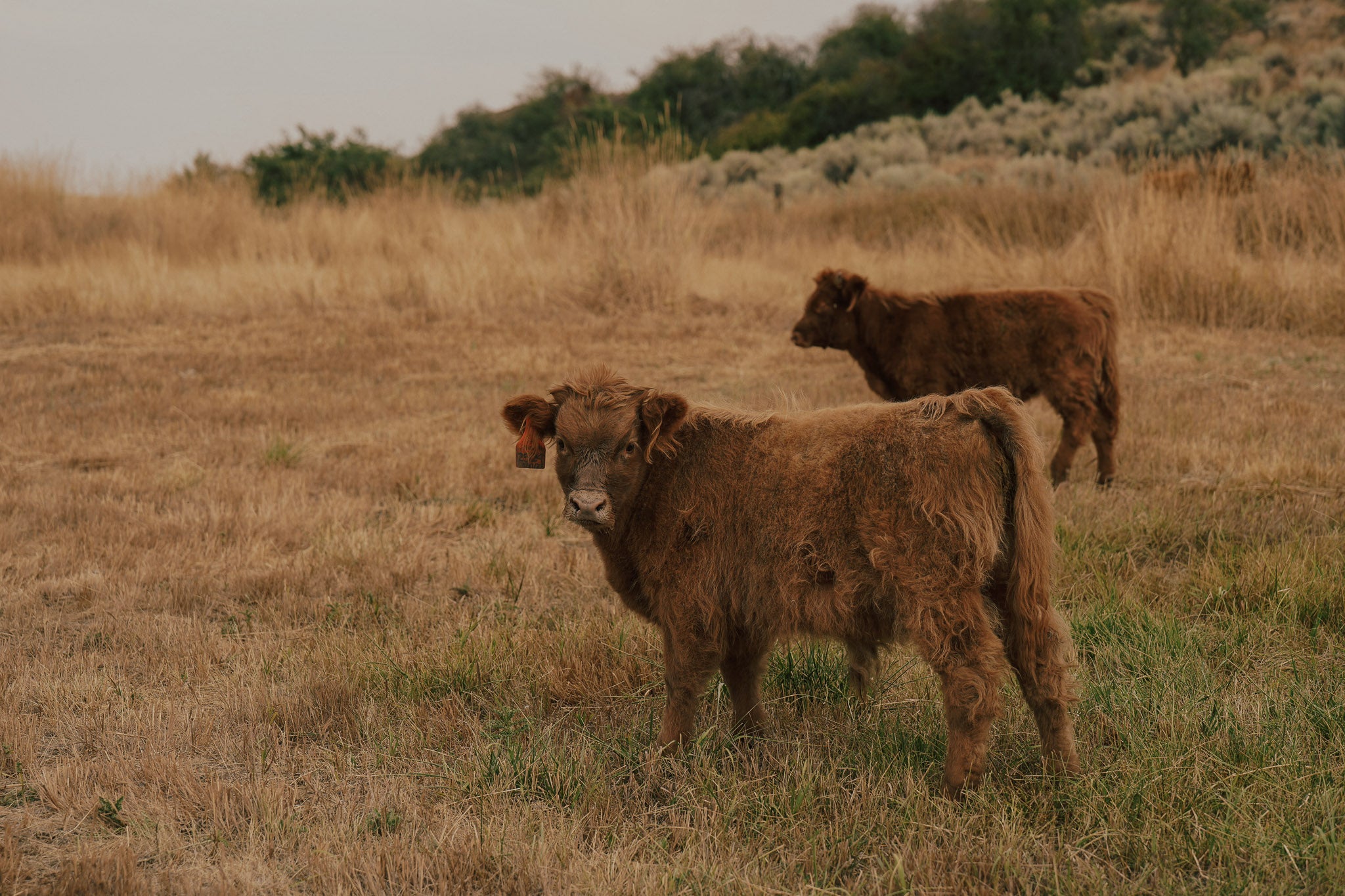 2524 | Unregistered Bull