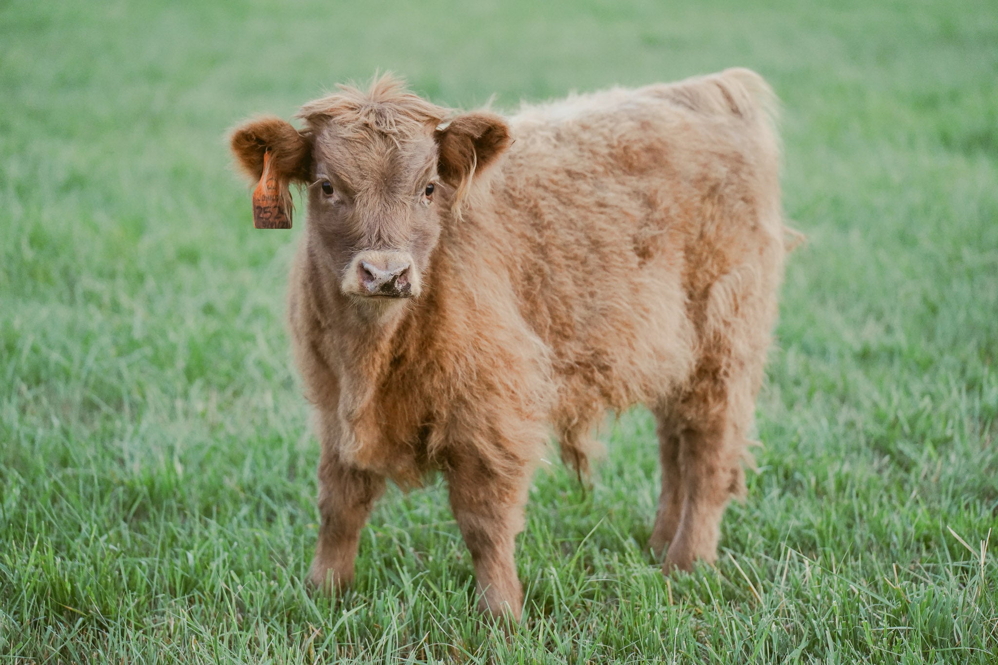 2524 | Unregistered Bull