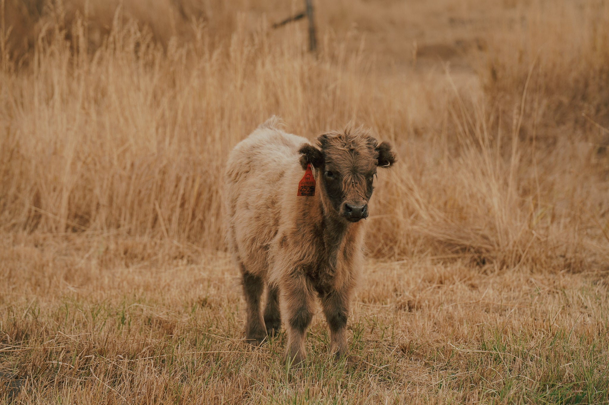 2525 | Unregistered Bull