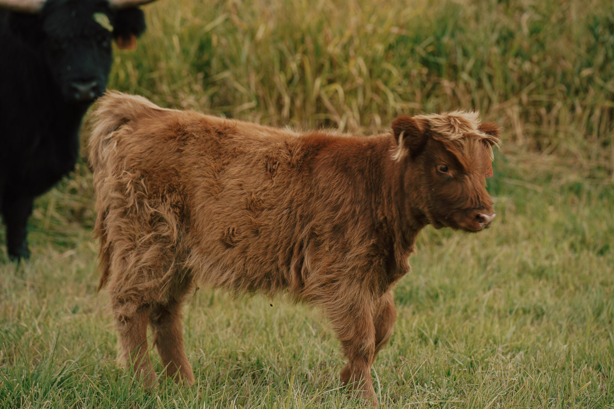 2526 | Unregistered Heifer