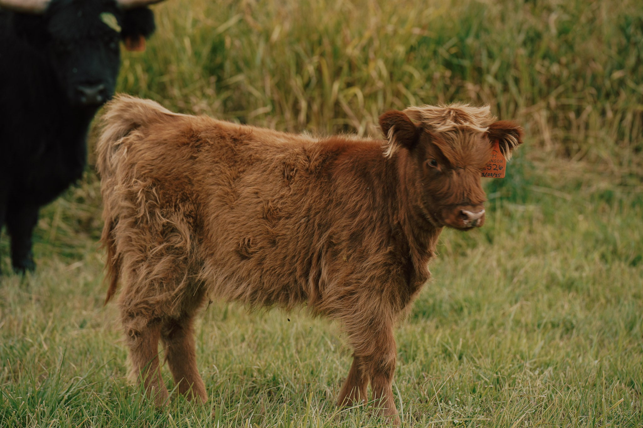 2526 | Unregistered Heifer