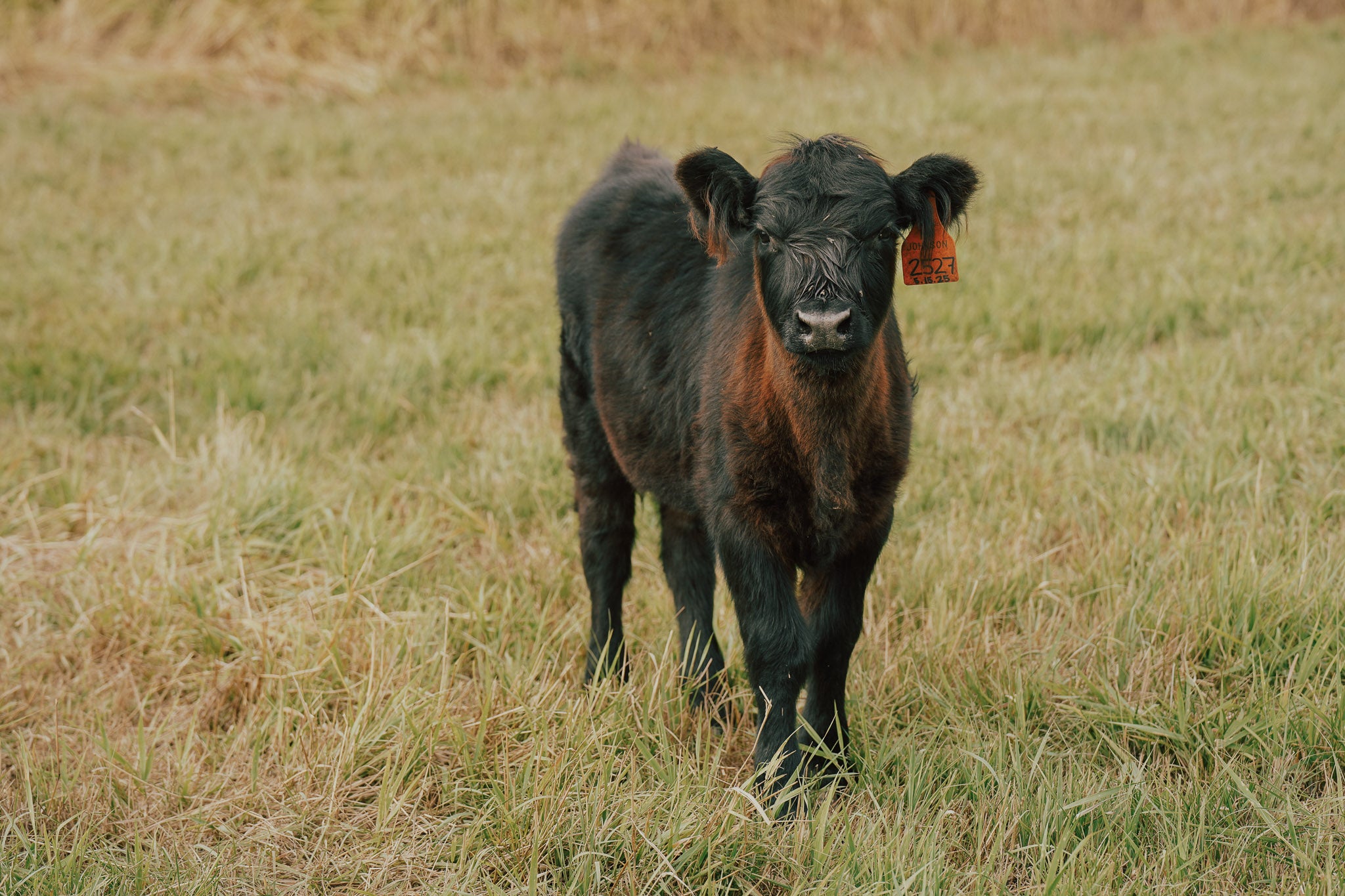 2527X | Cross Heifer