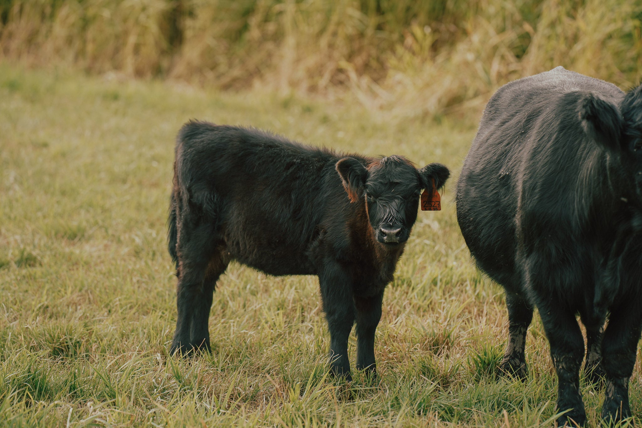2527X | Cross Heifer