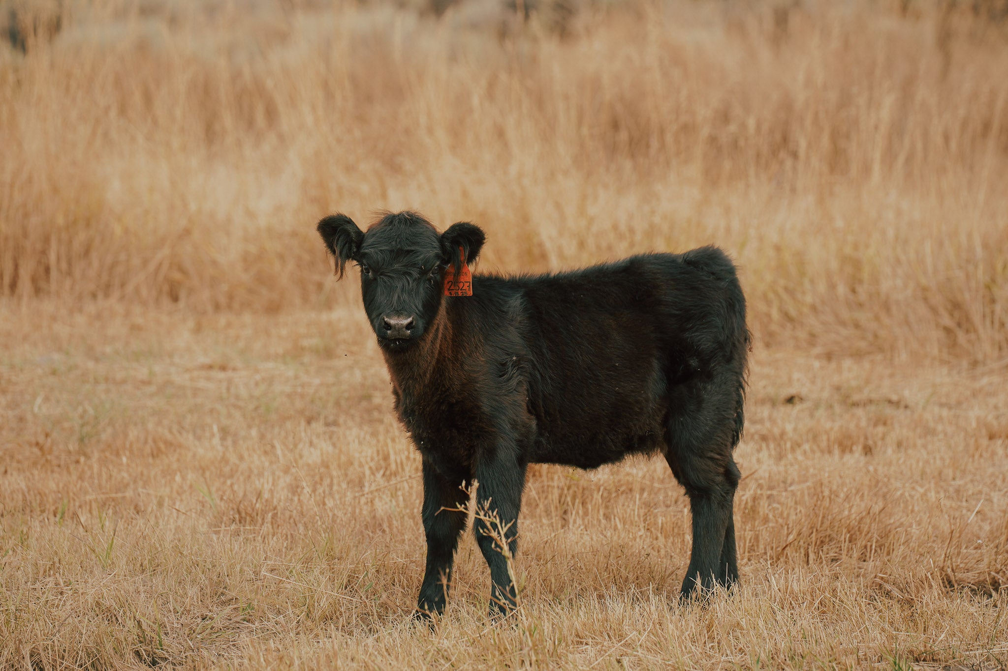2527X | Cross Heifer